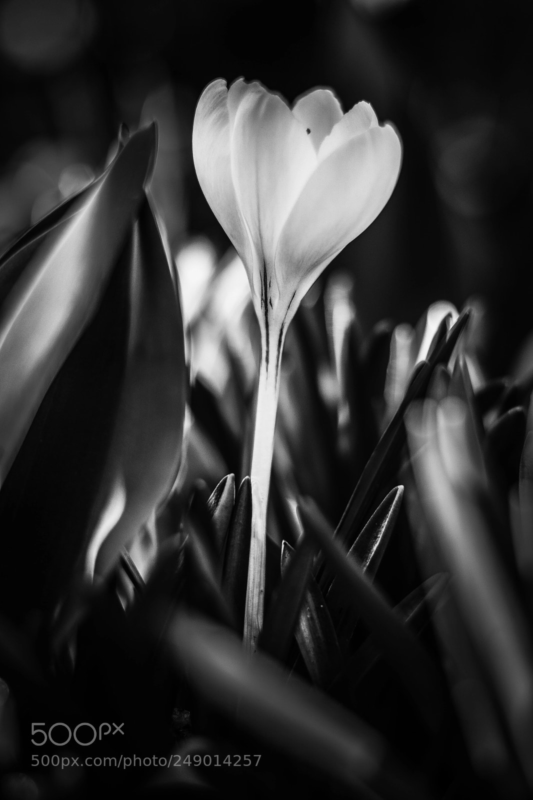 Nikon D5300 sample photo. Spring. crocus. seattle. photography