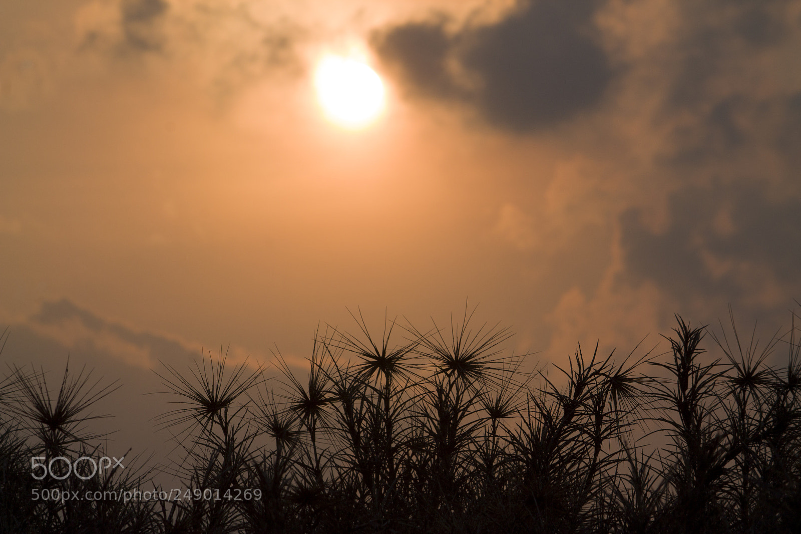 Canon EOS 1100D (EOS Rebel T3 / EOS Kiss X50) sample photo. Goldne sunrise at pulicat photography