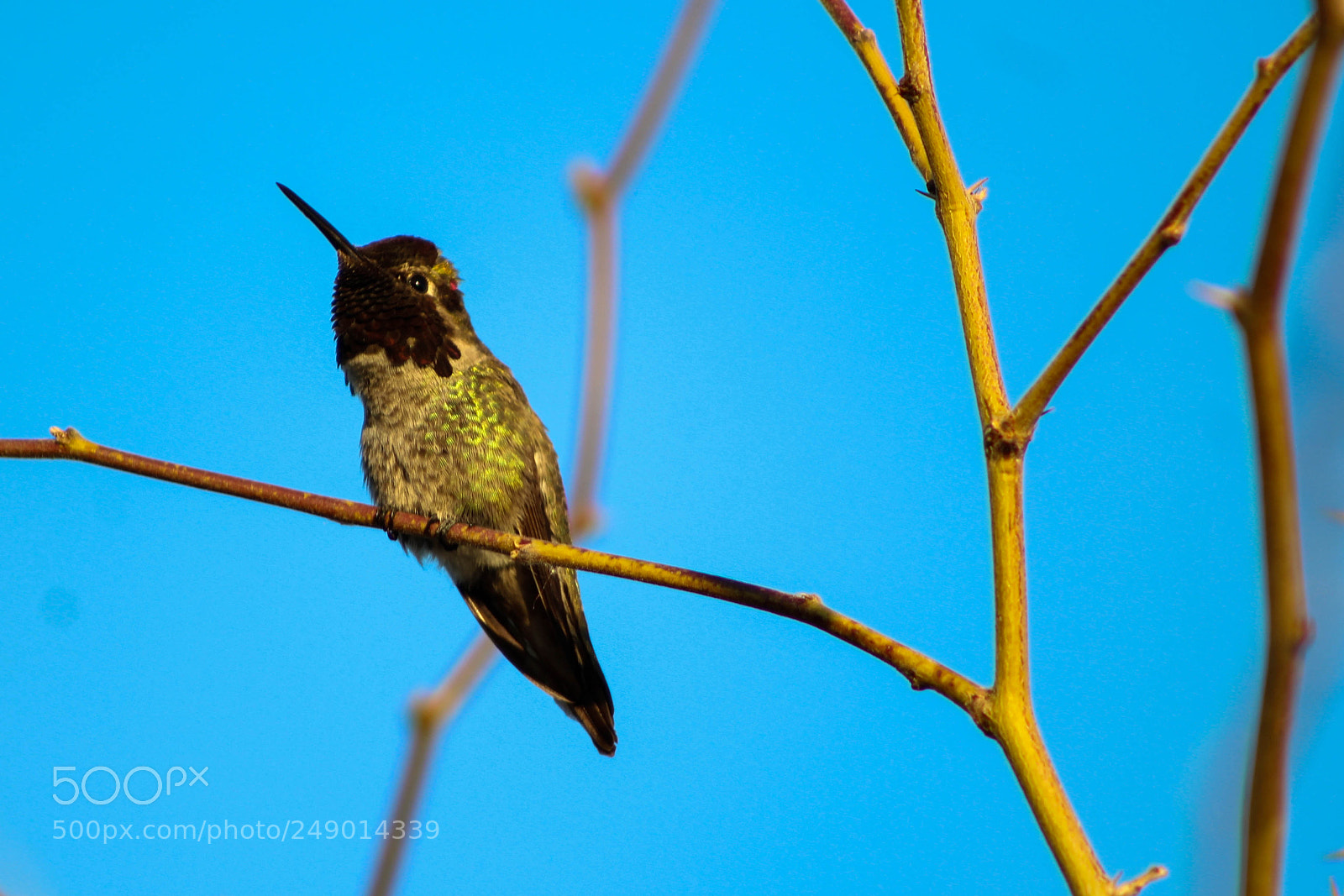 Canon EOS 1200D (EOS Rebel T5 / EOS Kiss X70 / EOS Hi) sample photo. Hummingbird photography