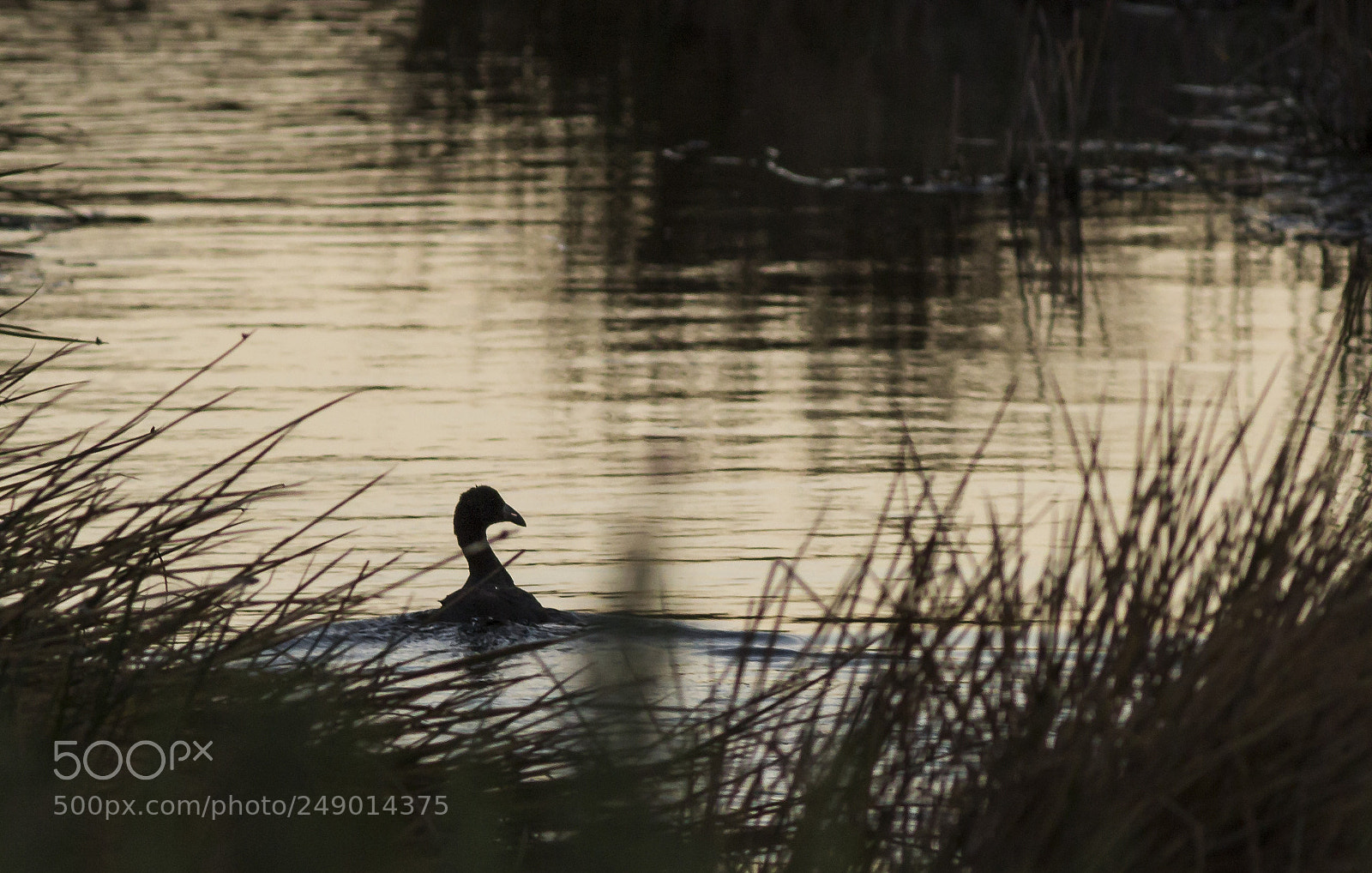Canon EOS 600D (Rebel EOS T3i / EOS Kiss X5) sample photo. Chilean nessy photography