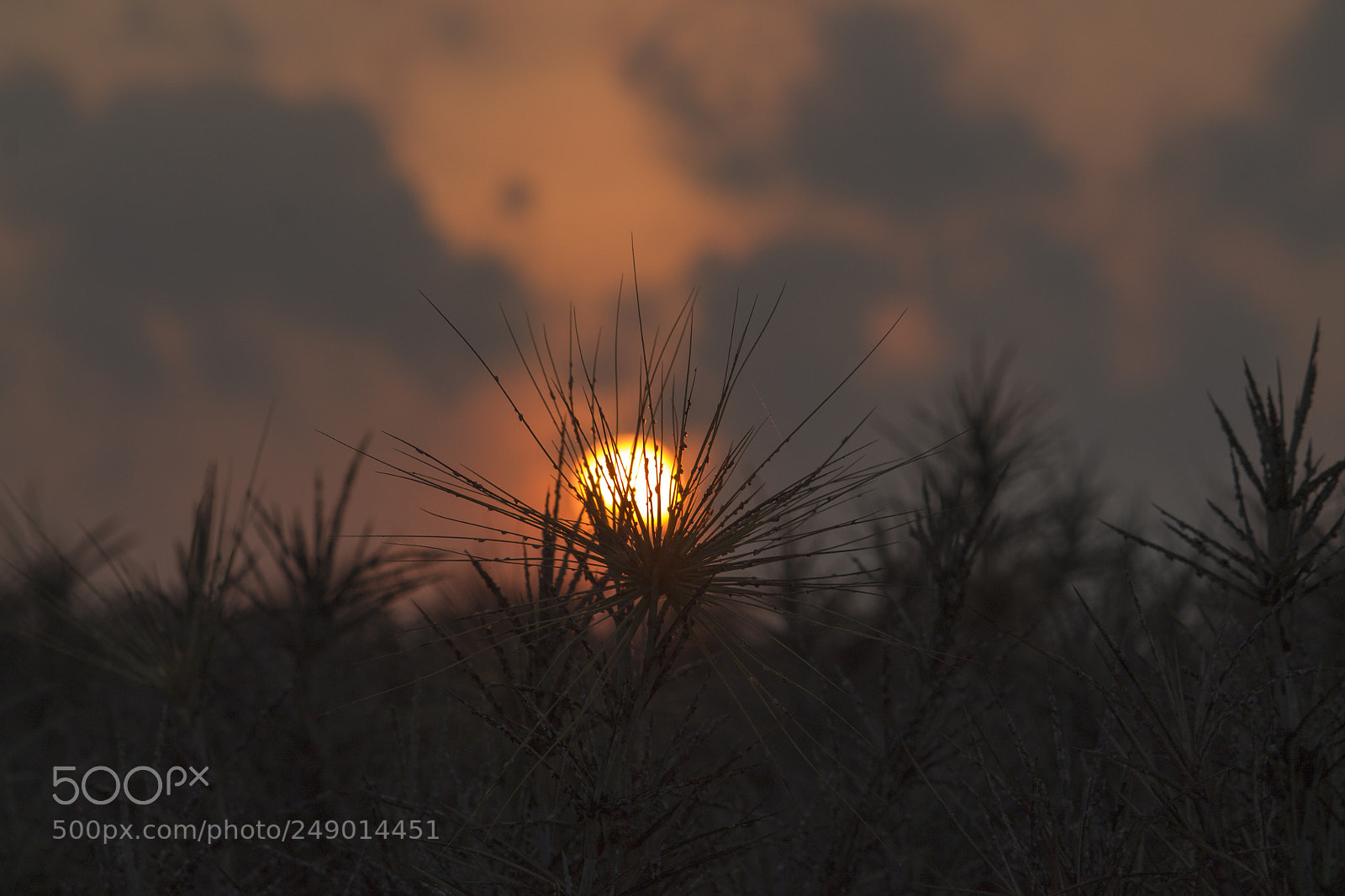 Canon EOS 1100D (EOS Rebel T3 / EOS Kiss X50) sample photo. Sunrise at pulicat, tamil photography