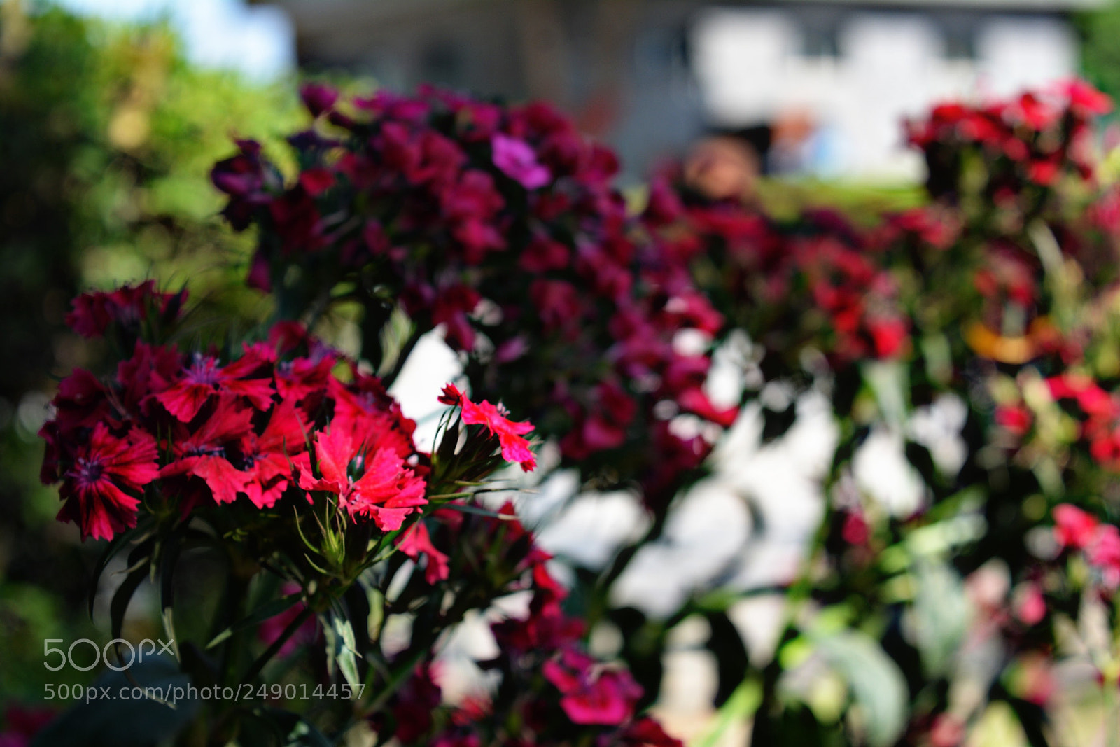 Nikon D5200 sample photo. Untitled photography