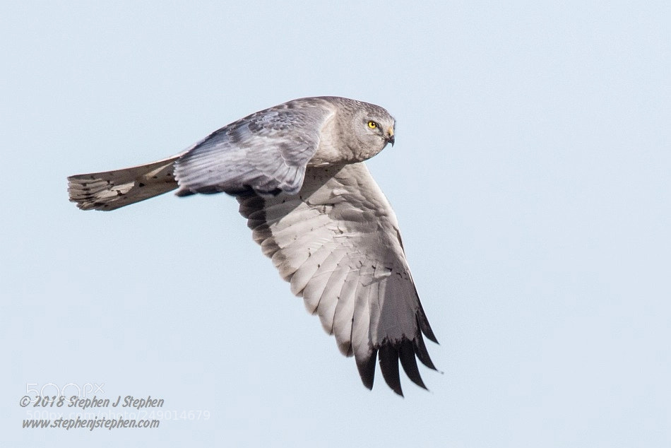 Canon EOS 7D Mark II sample photo. Male northern harrier photography