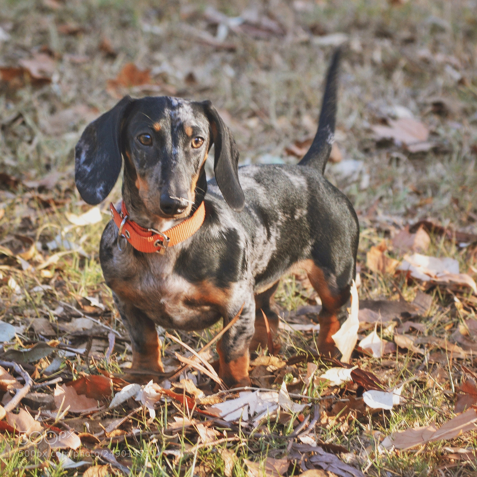 Nikon D3200 sample photo. Antonia in autumn photography
