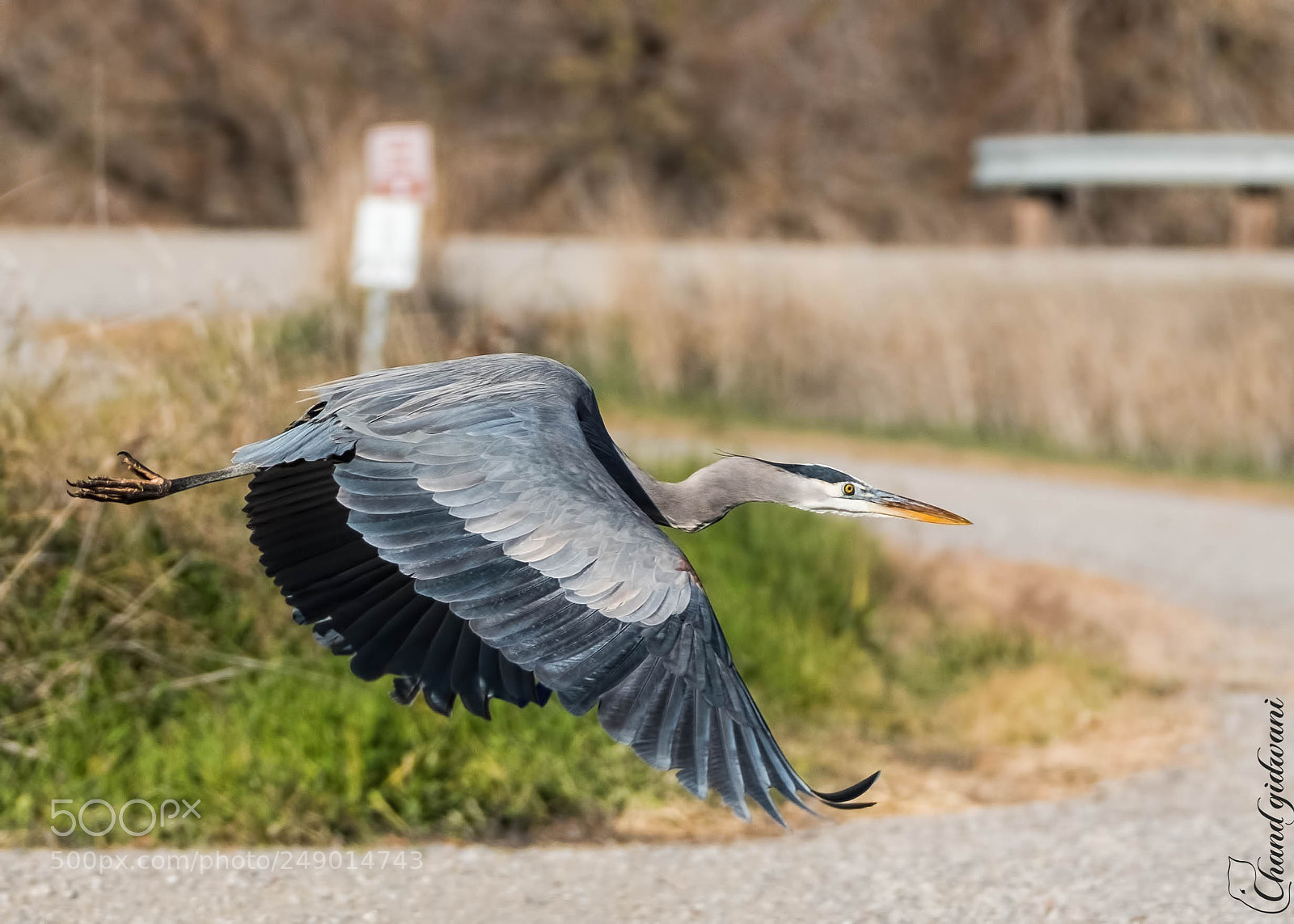 Fujifilm X-T2 sample photo. Wings down photography