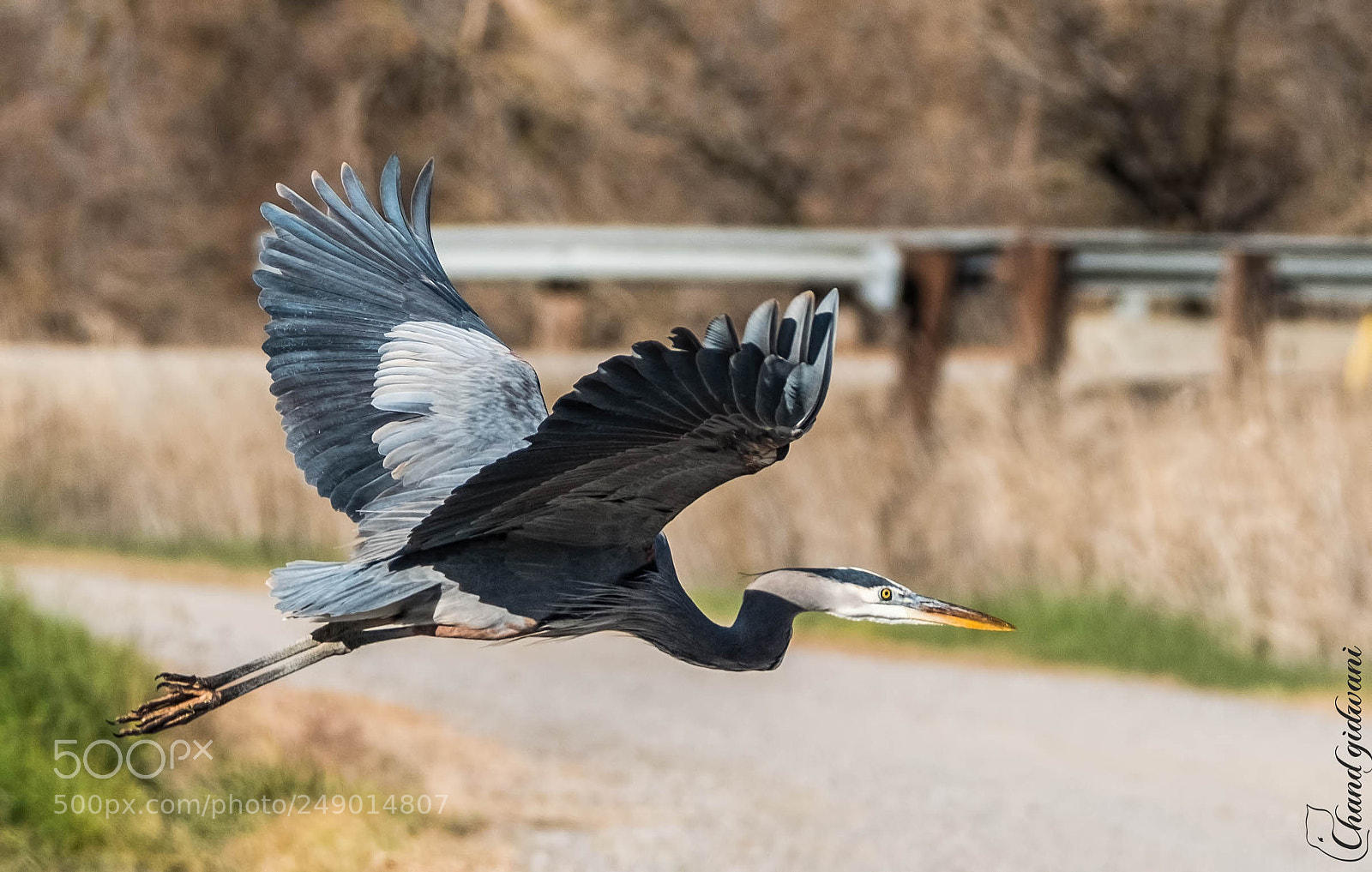 Fujifilm X-T2 sample photo. Wings up photography