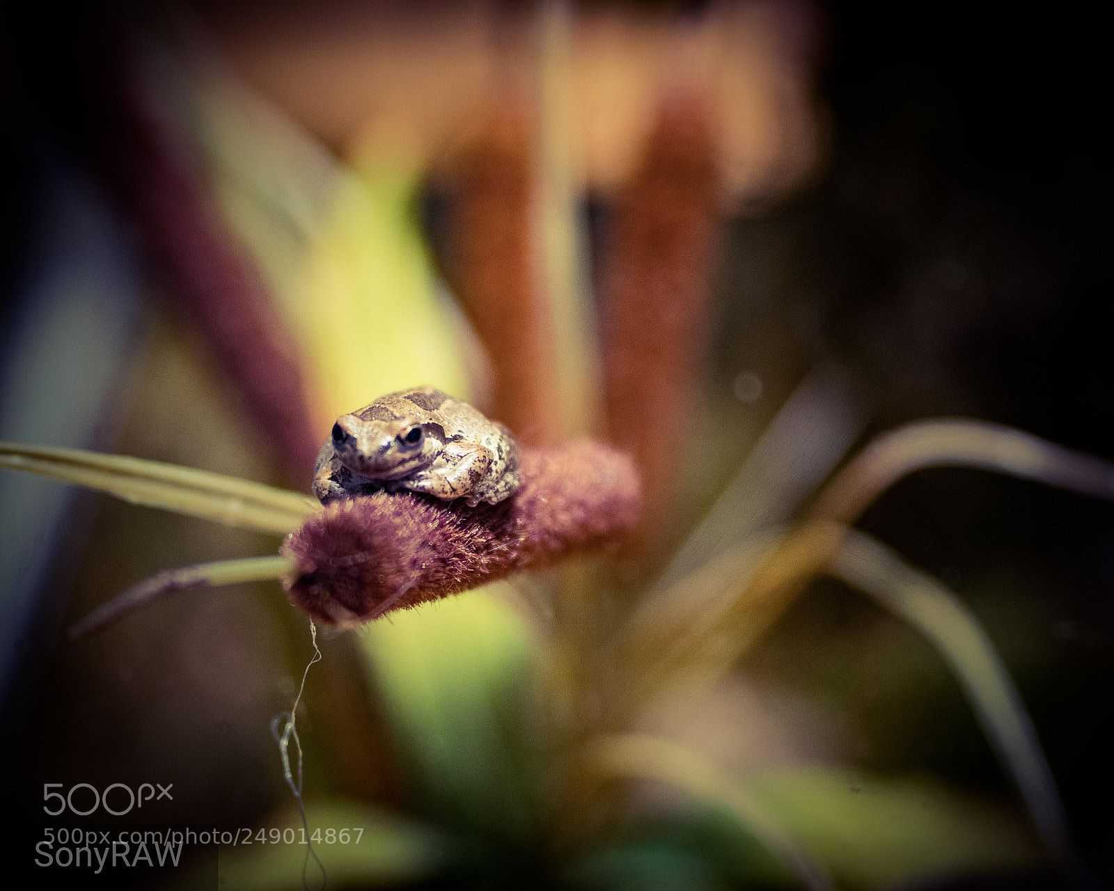 Sony a6500 sample photo. Tree frog photography