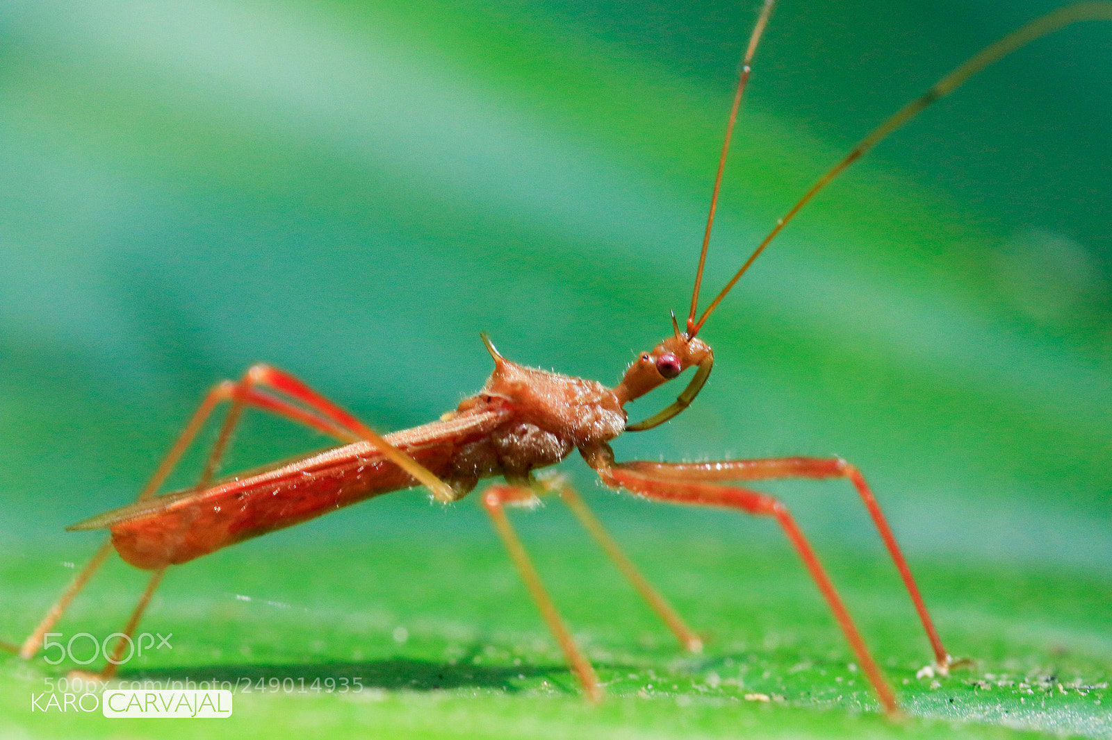 Canon EOS 7D Mark II sample photo. Insecto photography