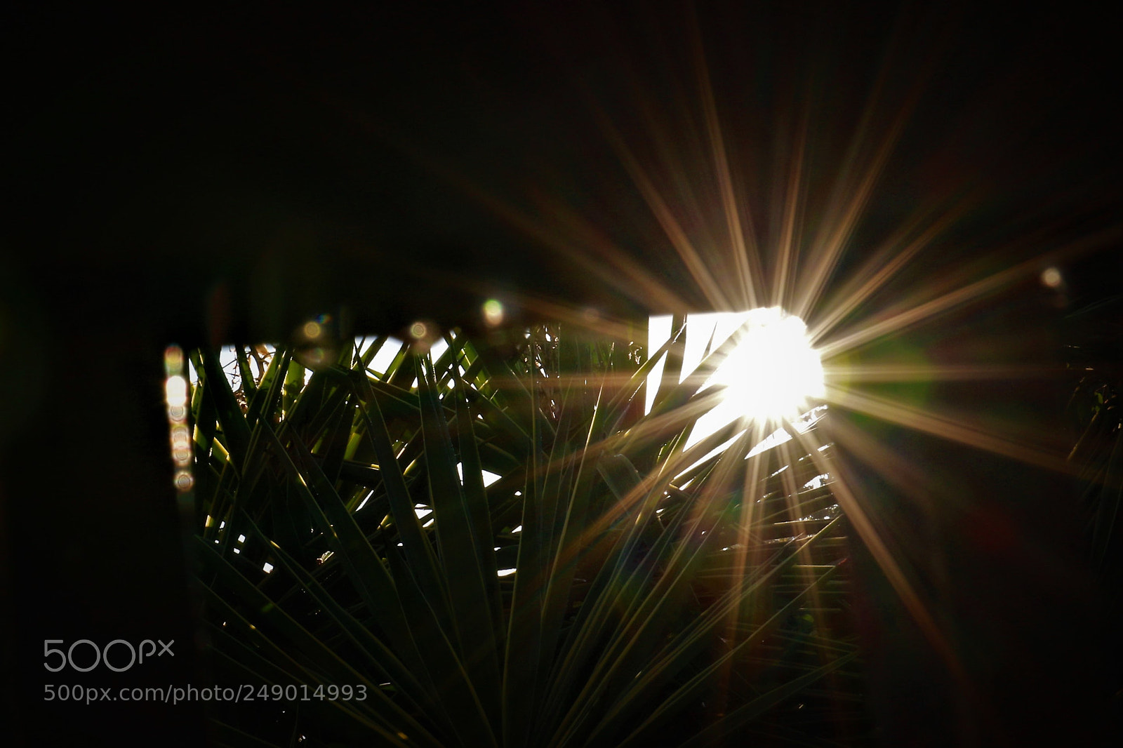Canon EOS 7D Mark II sample photo. Sunflower photography