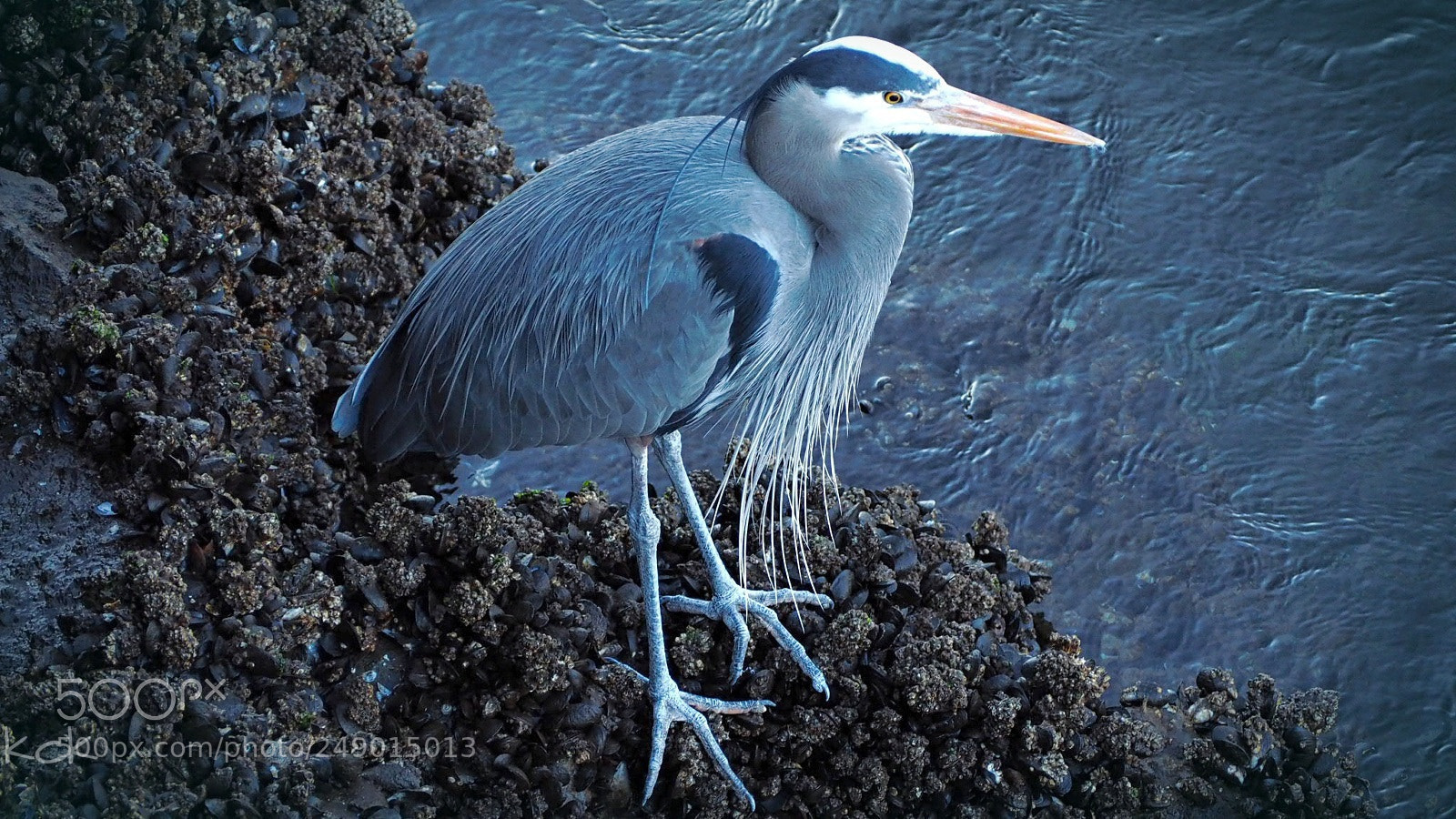 Olympus OM-D E-M10 II sample photo. Blue heron. photography