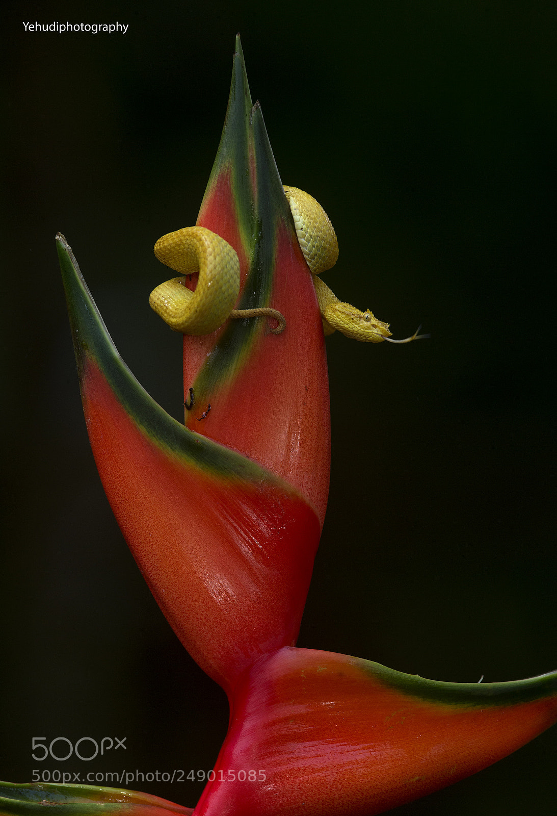 Canon EOS-1D X sample photo. Eyelash pit viper, on photography