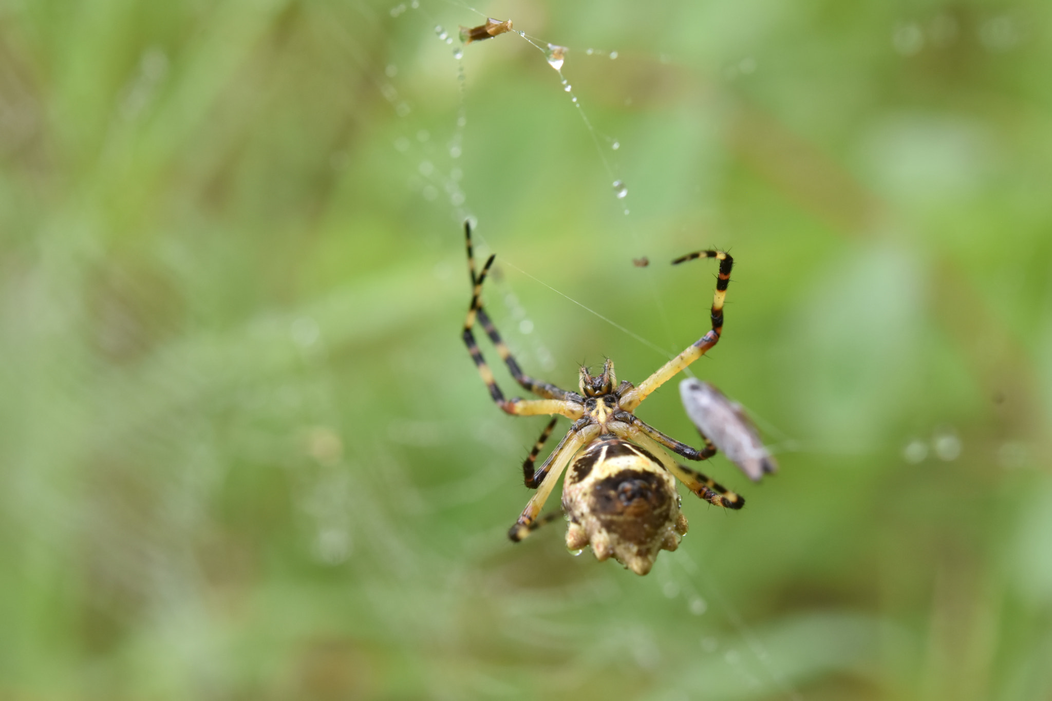 Nikon AF-S Micro-Nikkor 60mm F2.8G ED sample photo. The spider hunter photography