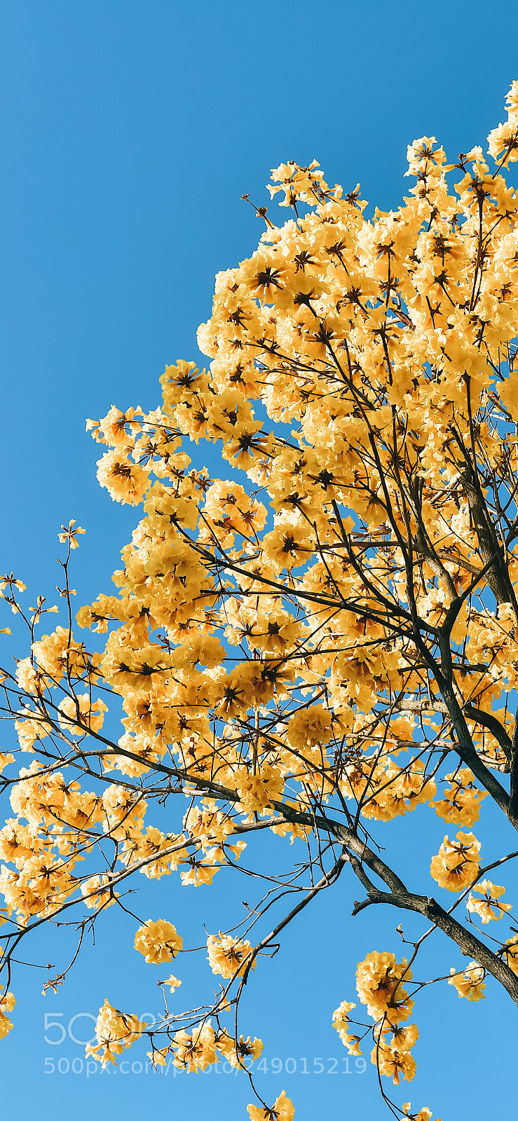 Nikon D810 sample photo. 黄花风铃木 photography