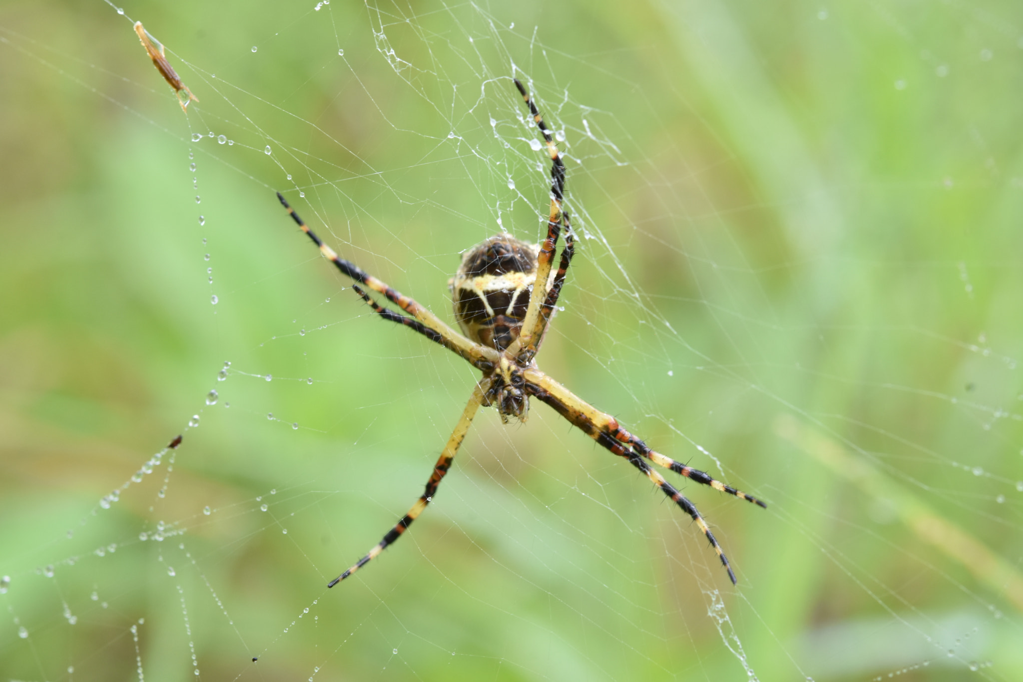 Nikon AF-S Micro-Nikkor 60mm F2.8G ED sample photo. The spider hunter photography