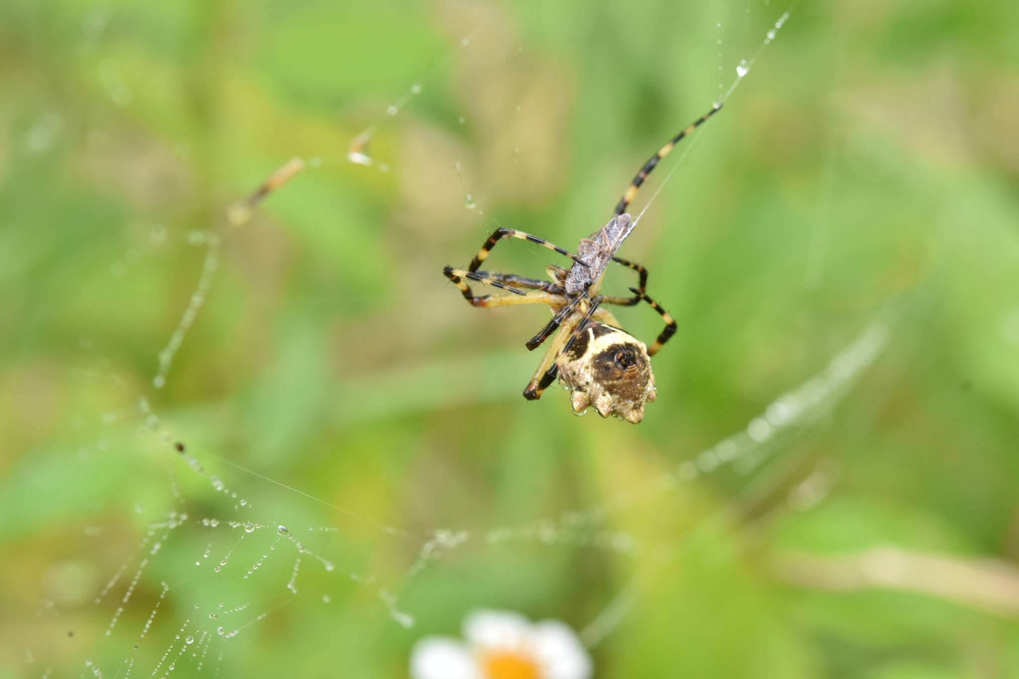 Nikon AF-S Micro-Nikkor 60mm F2.8G ED sample photo. The spider hunter photography