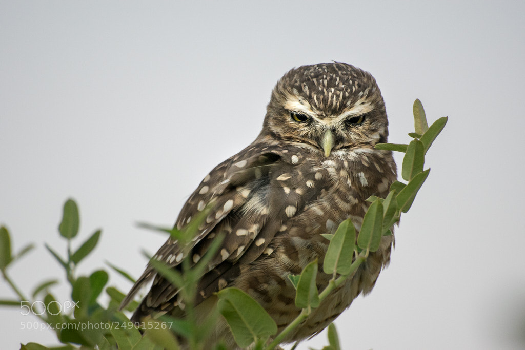Nikon D5300 sample photo. Owl photography