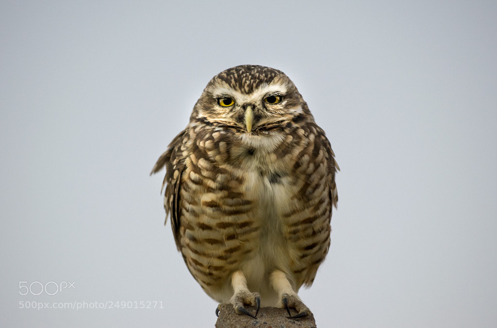 Nikon D5300 sample photo. Perching. photography