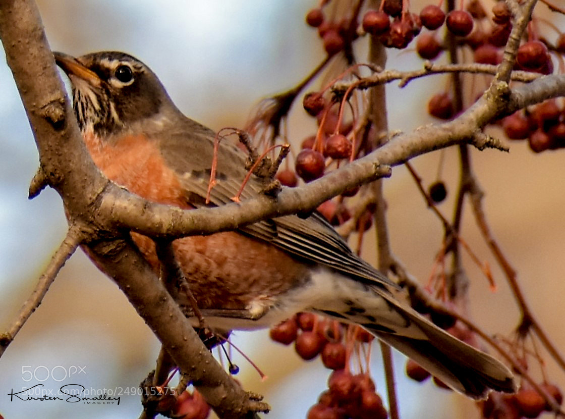 Nikon D3400 sample photo. A sign of spring photography