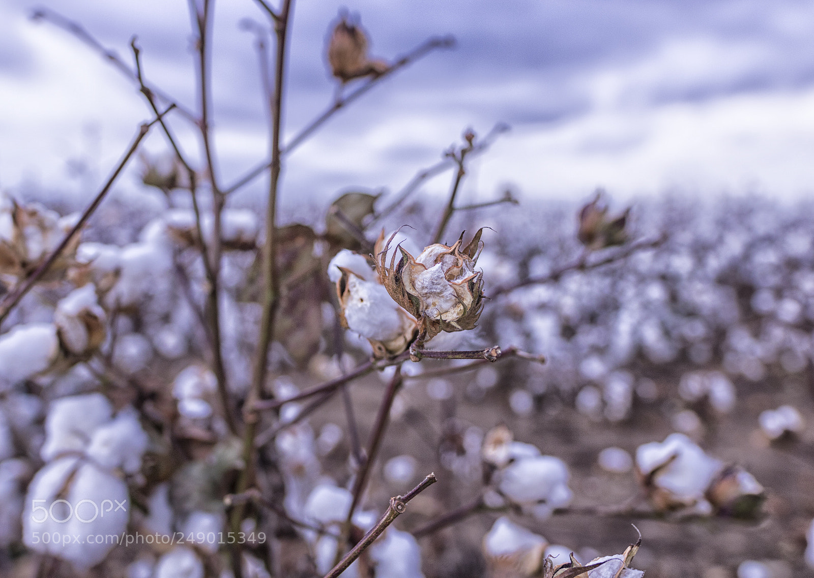 Canon EOS 750D (EOS Rebel T6i / EOS Kiss X8i) sample photo. Blossom photography