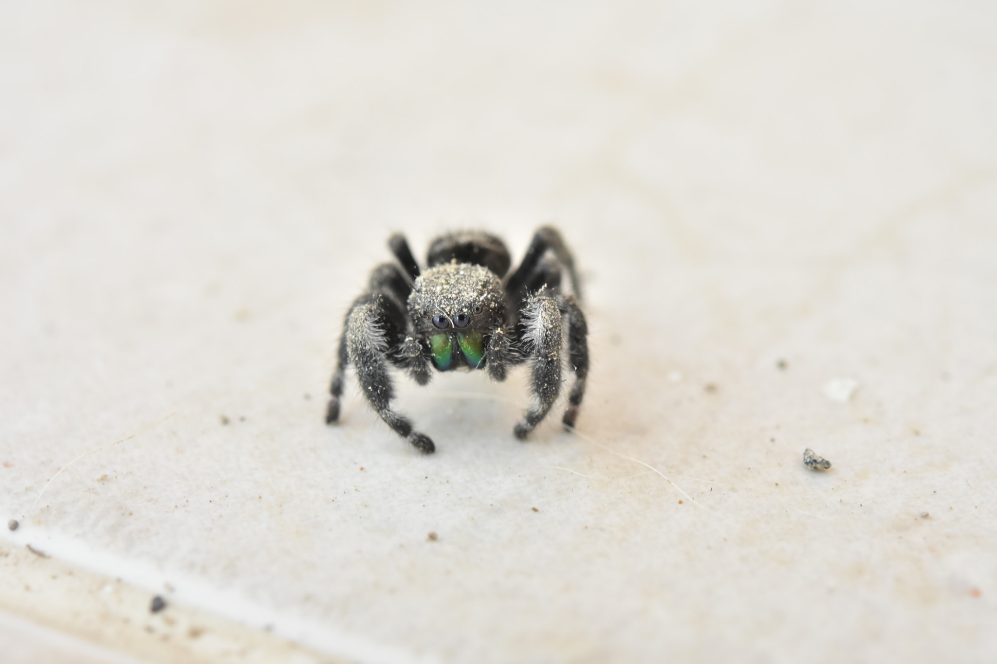 Nikon AF-S Micro-Nikkor 60mm F2.8G ED sample photo. What are you looking at? photography