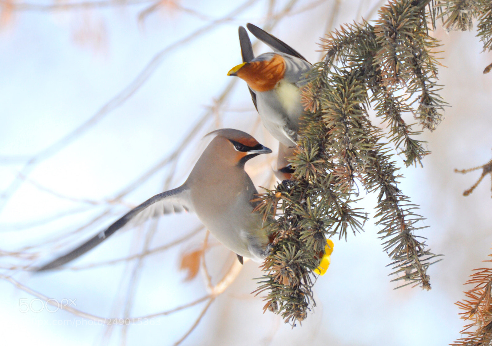 Nikon D90 sample photo. Waxwings photography