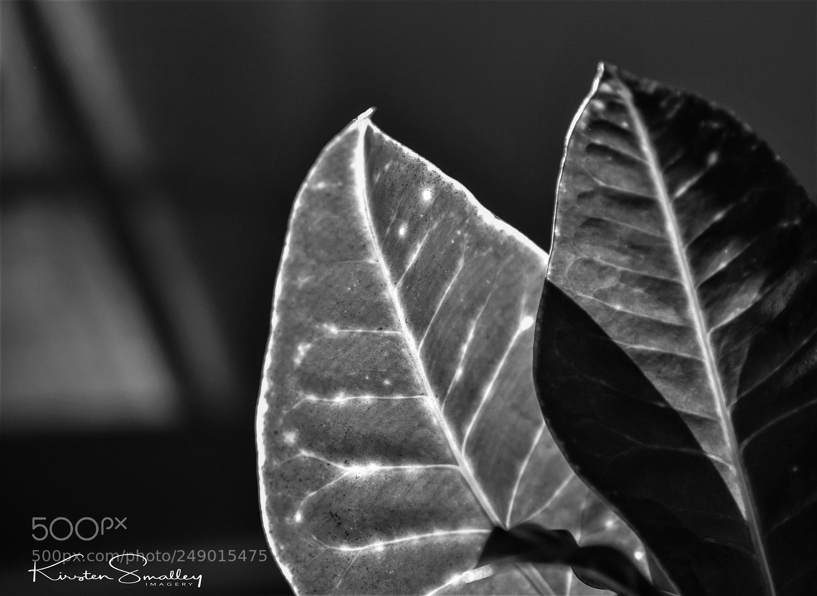 Nikon D3400 sample photo. Black and white ivy photography