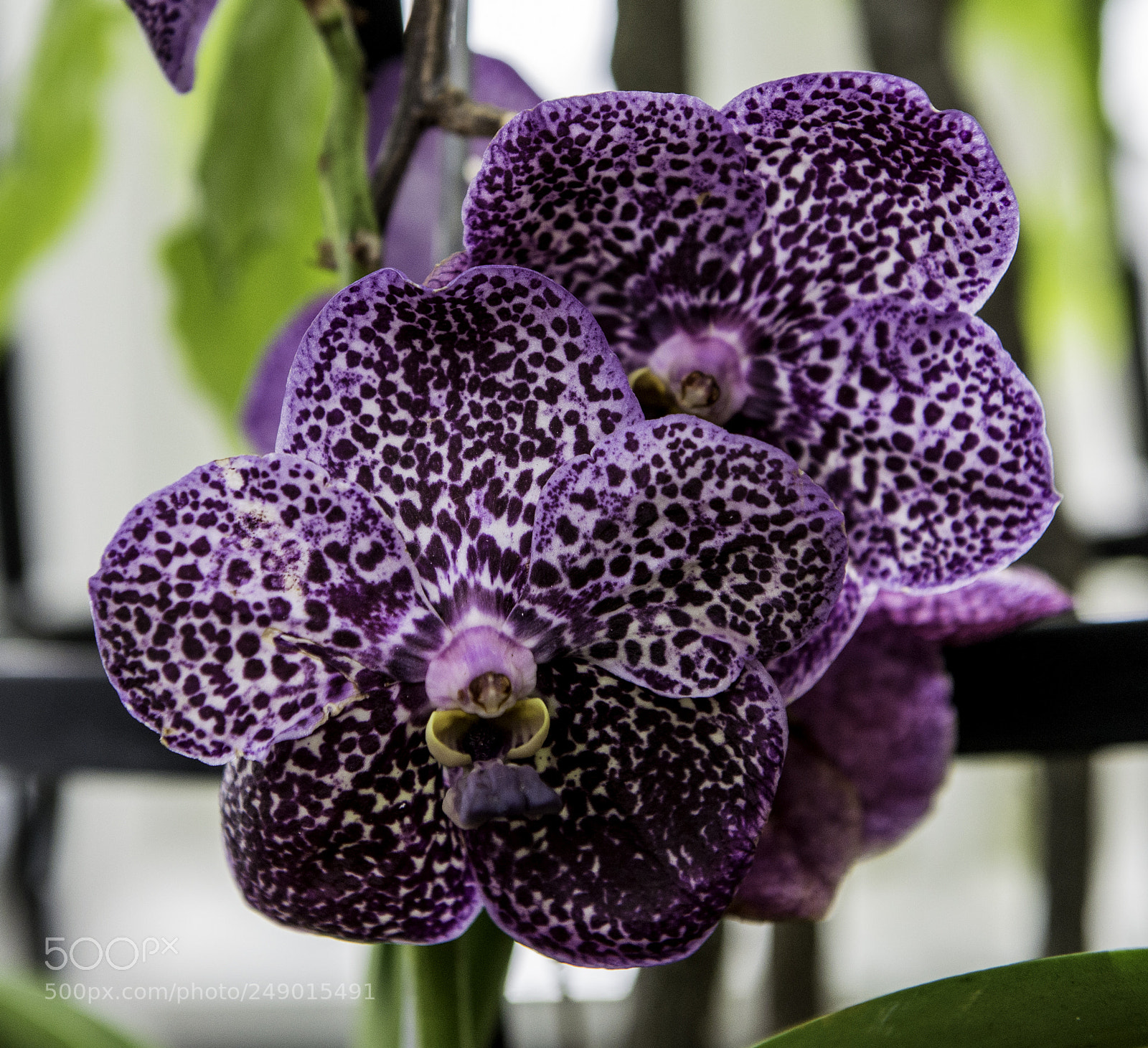 Nikon D600 sample photo. Orchads photography