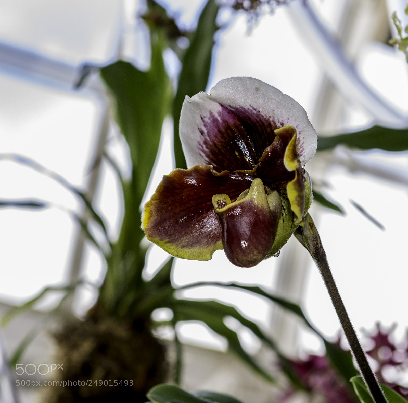 Nikon D600 sample photo. Orchads photography