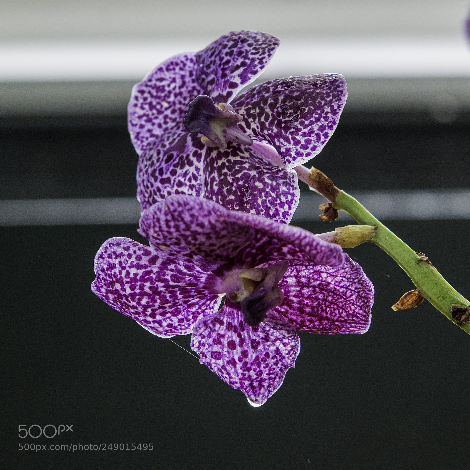 Nikon D600 sample photo. Orchads photography