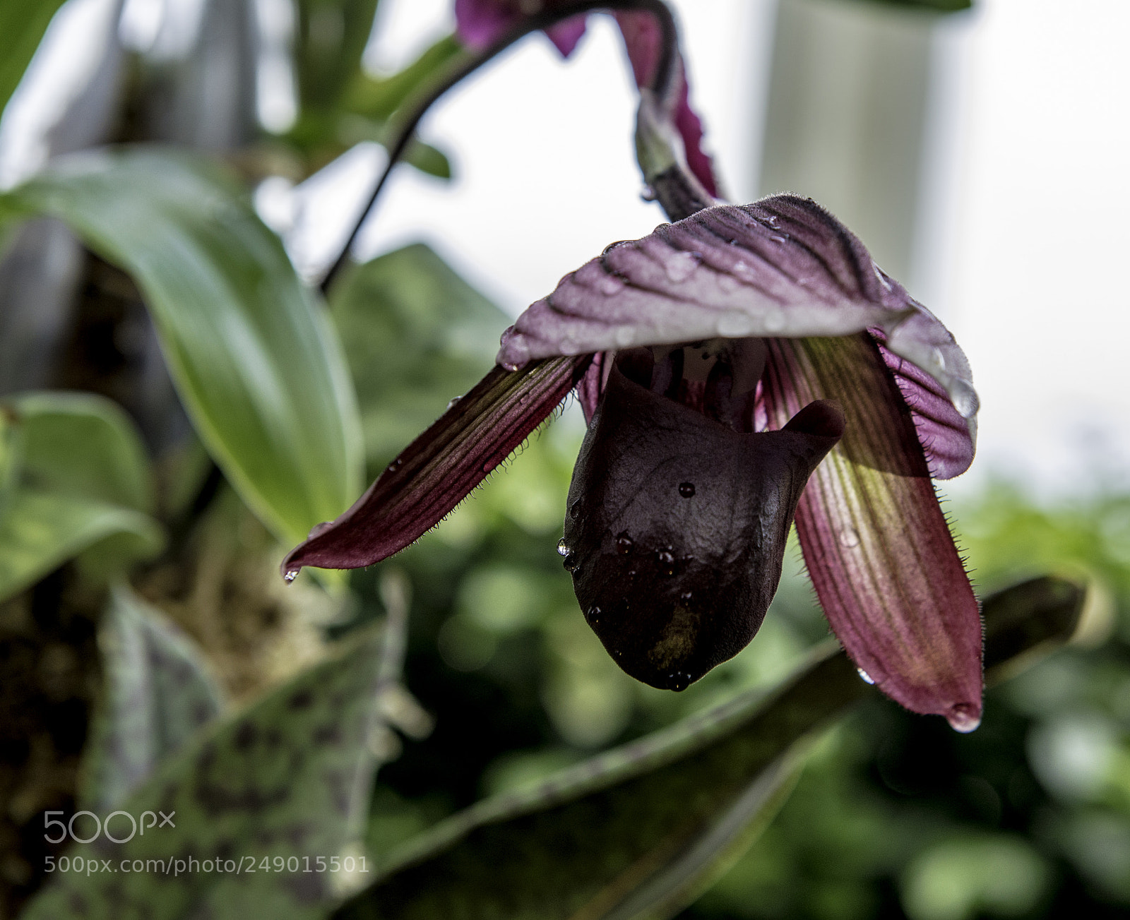 Nikon D600 sample photo. Orchads photography