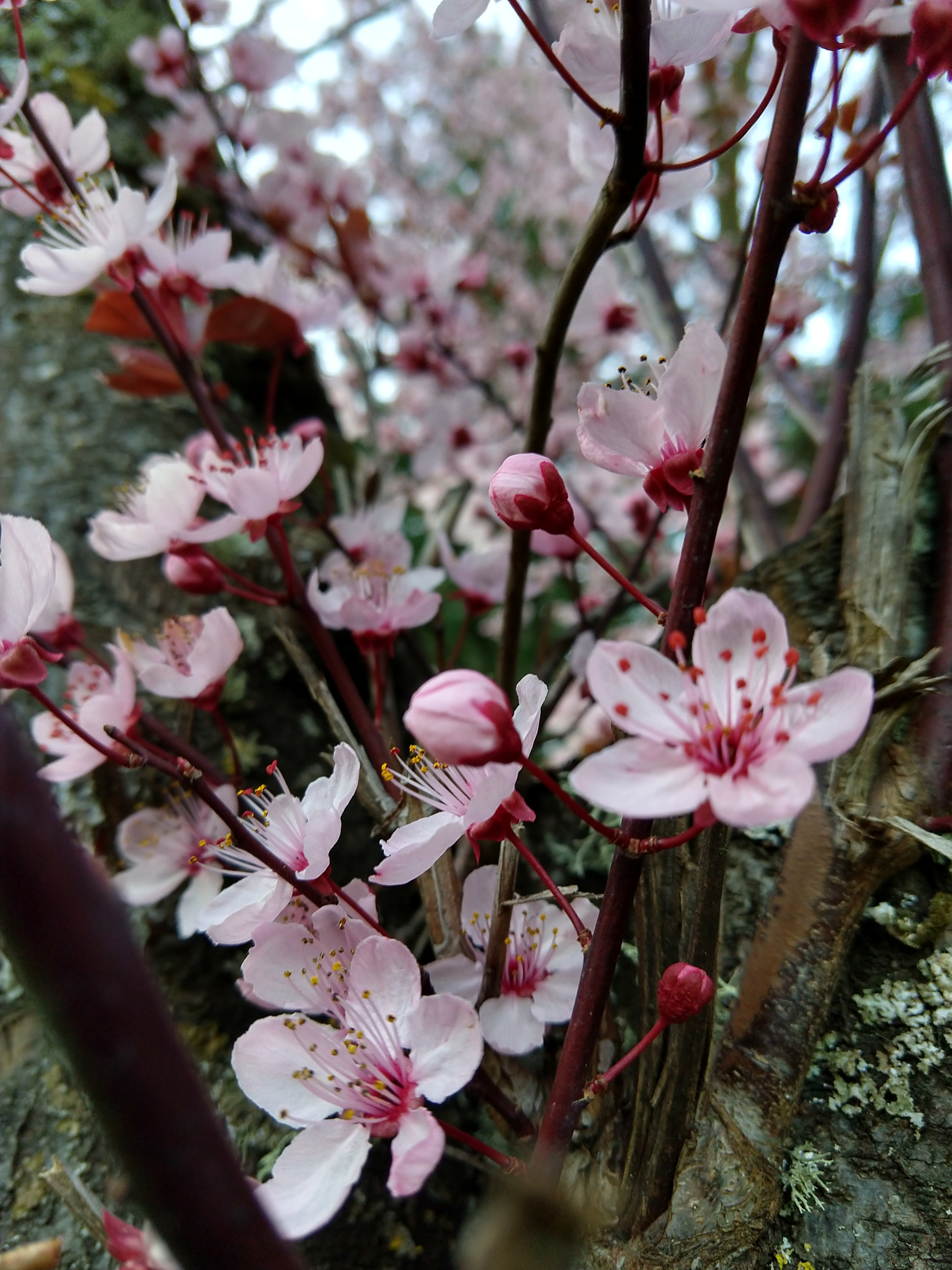 Motorola moto x4 sample photo