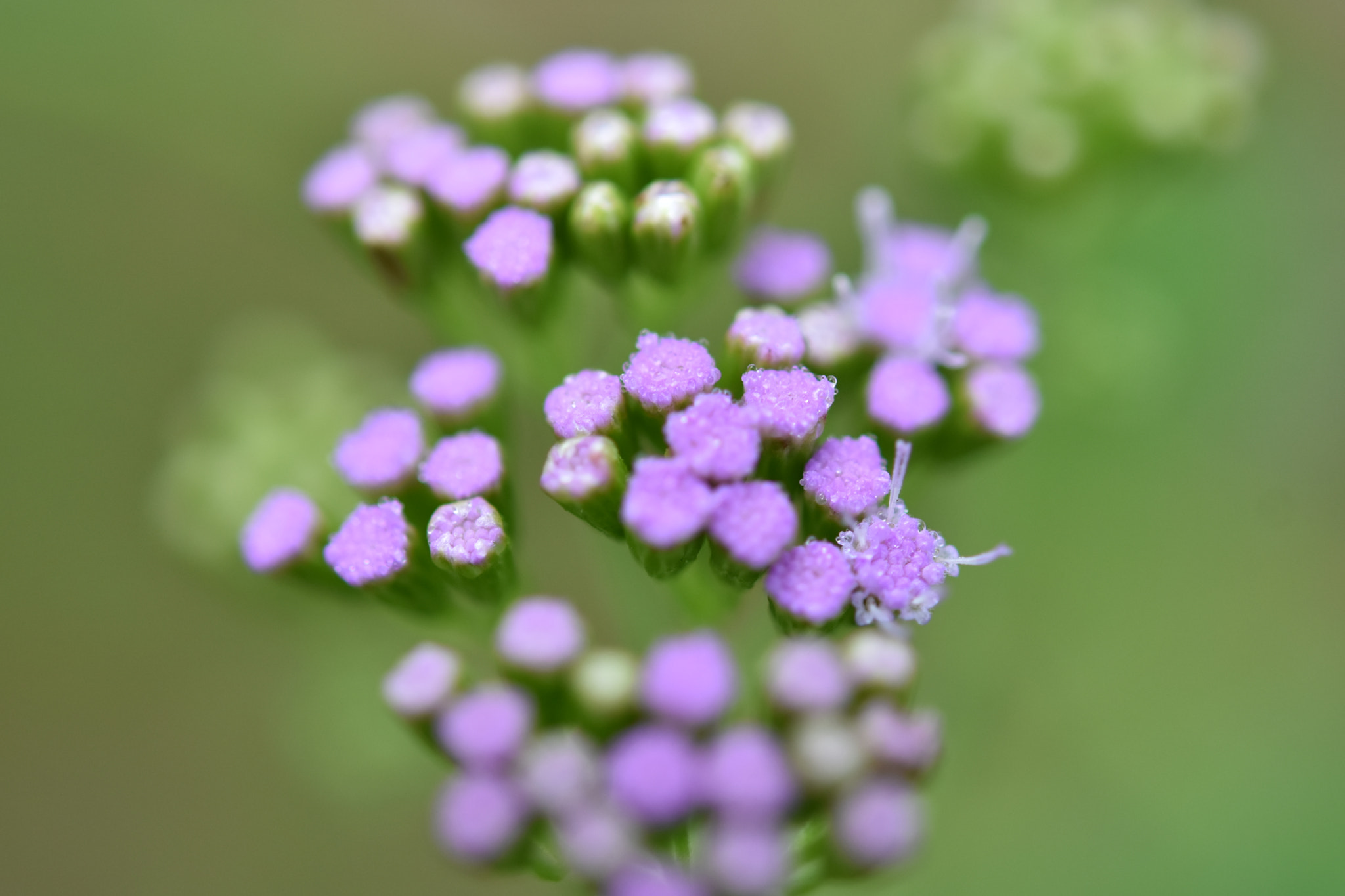 Nikon AF-S Micro-Nikkor 60mm F2.8G ED sample photo. Flores photography