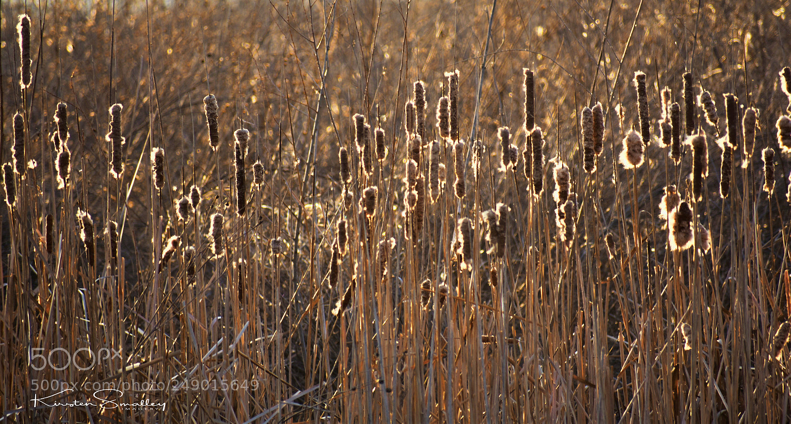 Nikon D3400 sample photo. Cattails photography