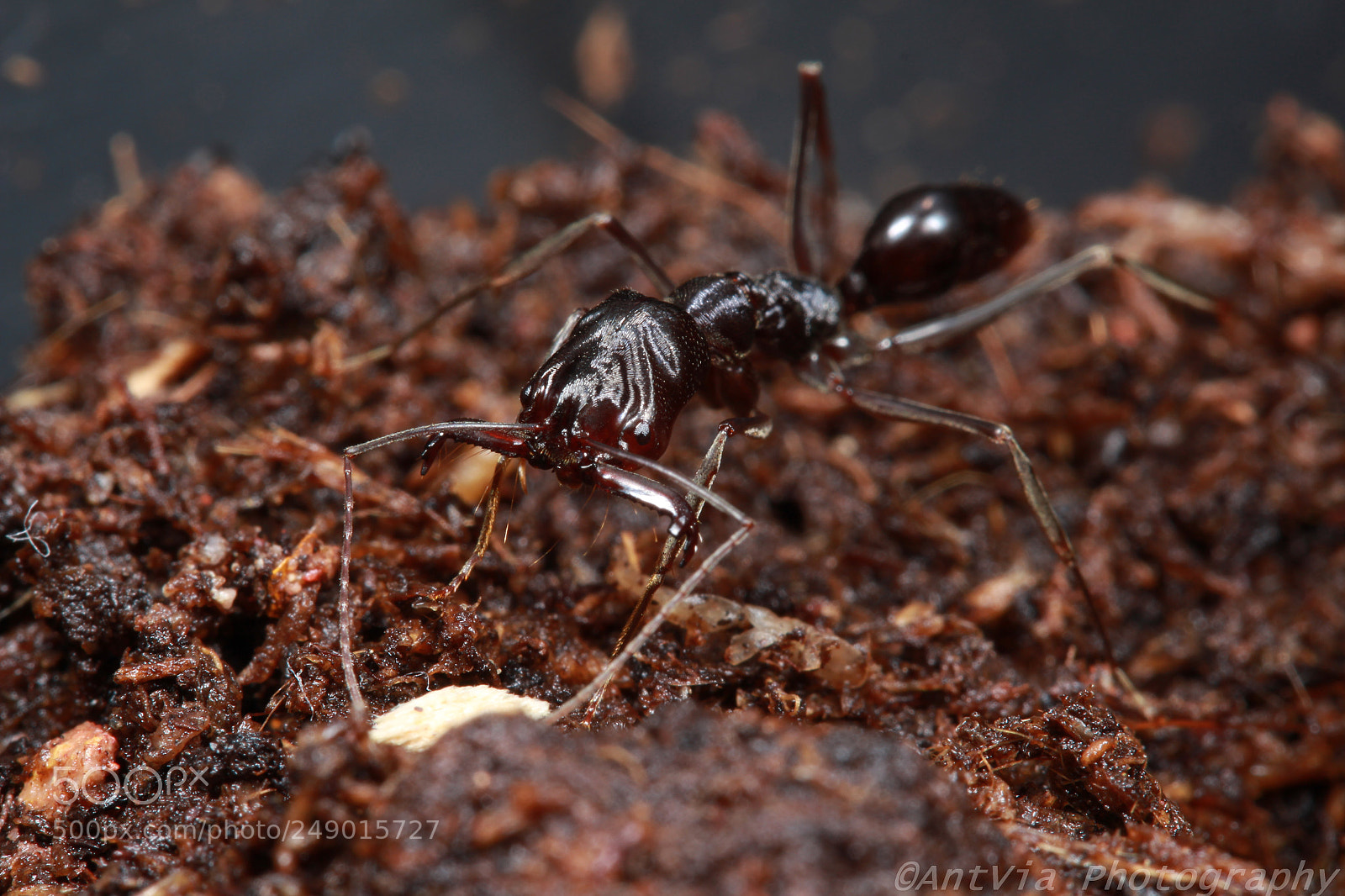 Canon EF-S 60mm F2.8 Macro USM sample photo. Odontomachus monticola photography