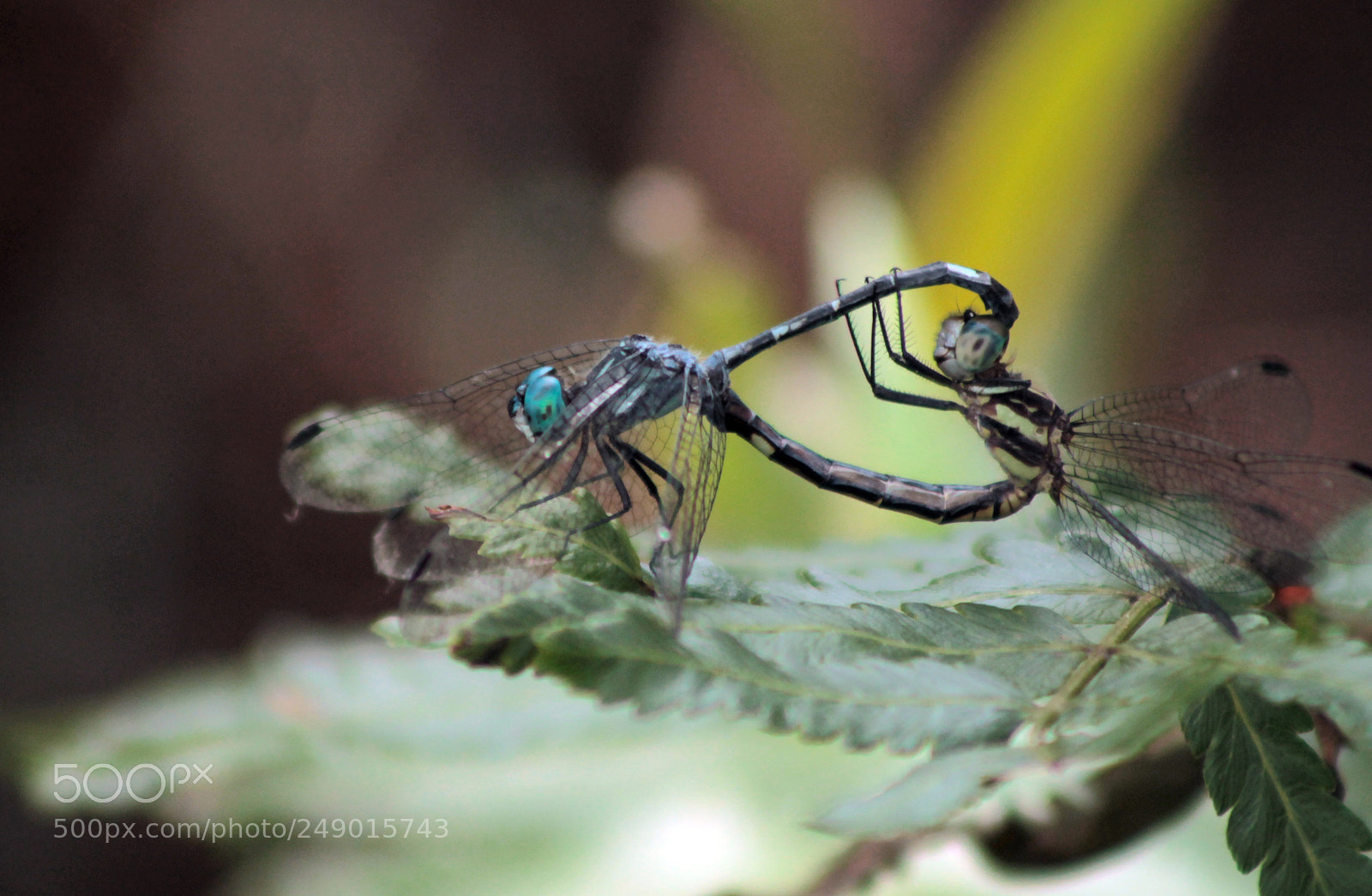 Canon EOS 1100D (EOS Rebel T3 / EOS Kiss X50) sample photo. Dragonflies photography