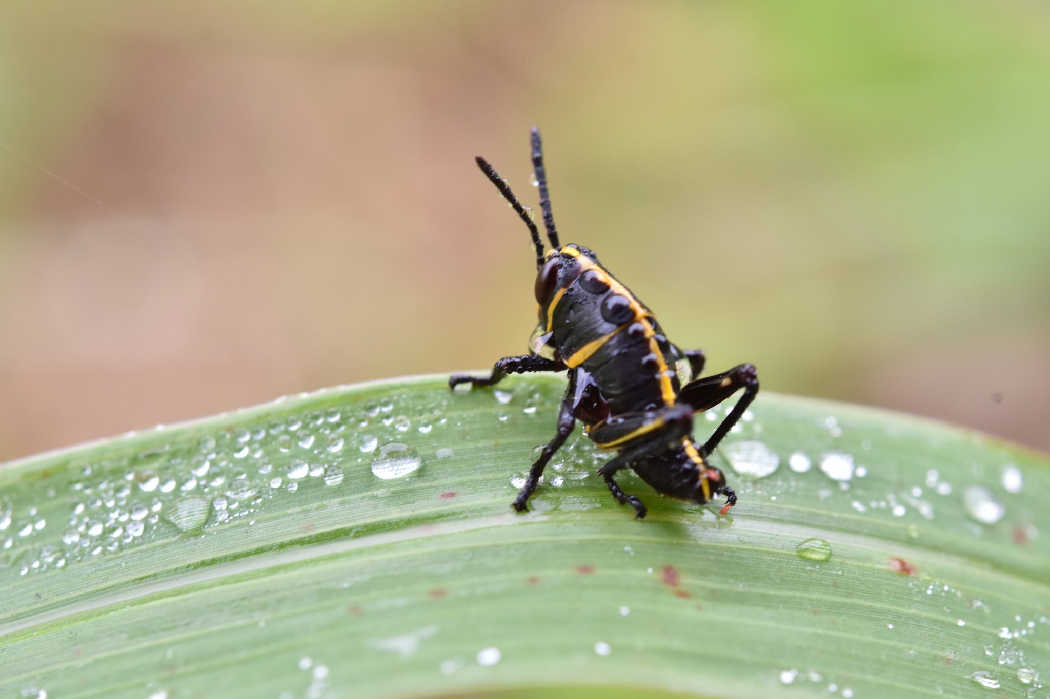 Nikon AF-S Micro-Nikkor 60mm F2.8G ED sample photo. Pepito grillo photography