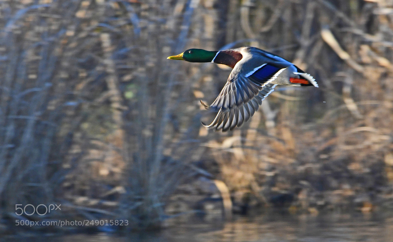 Nikon D500 sample photo. Mallard photography