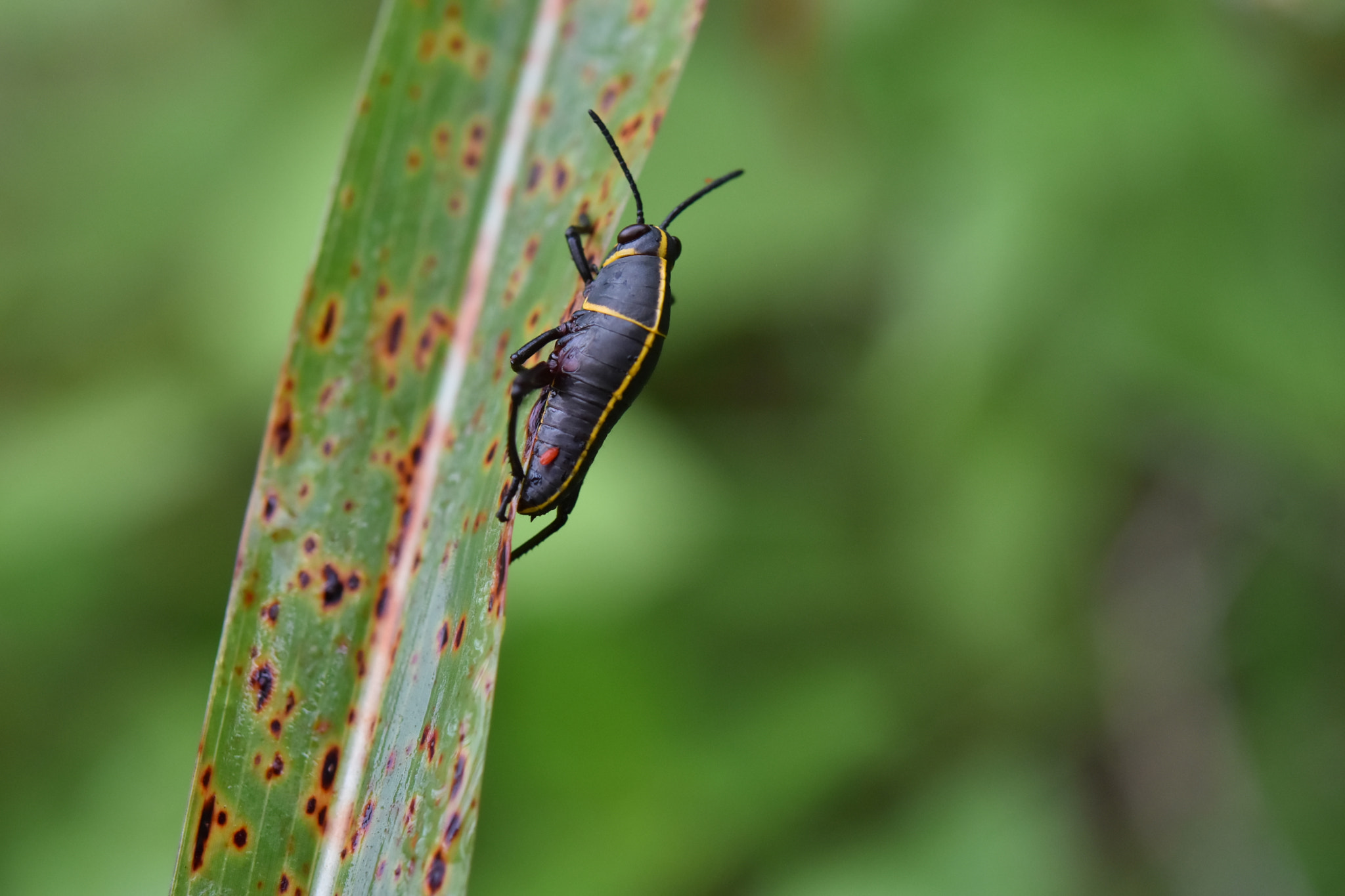 Nikon AF-S Micro-Nikkor 60mm F2.8G ED sample photo. Pepito grillo photography