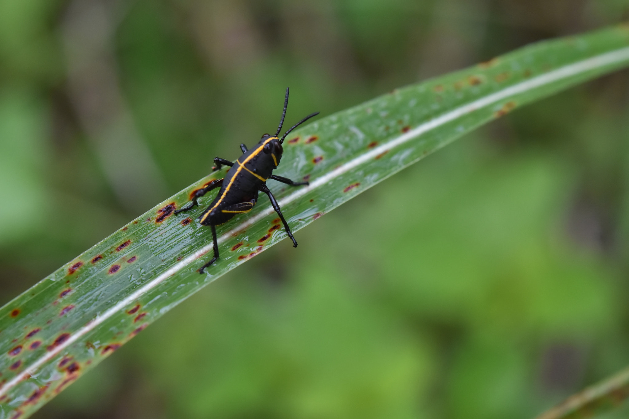 Nikon AF-S Micro-Nikkor 60mm F2.8G ED sample photo. Pepito grillo photography