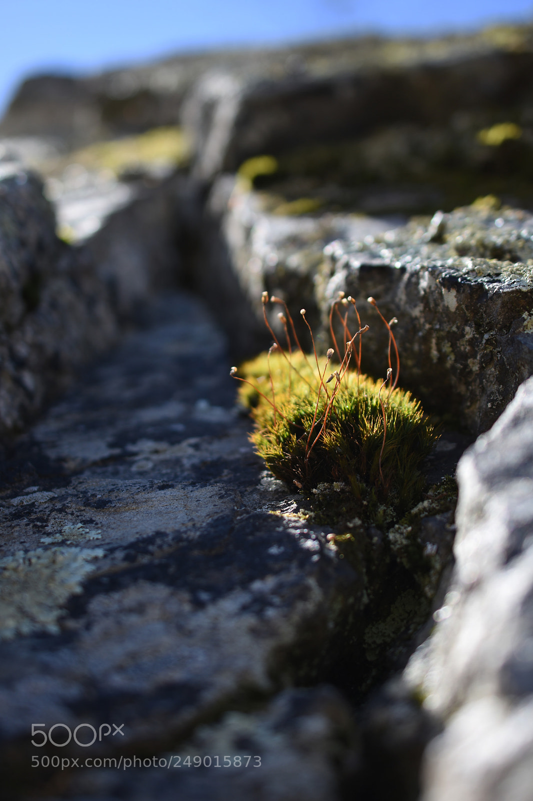Nikon D7200 sample photo. Moss photography