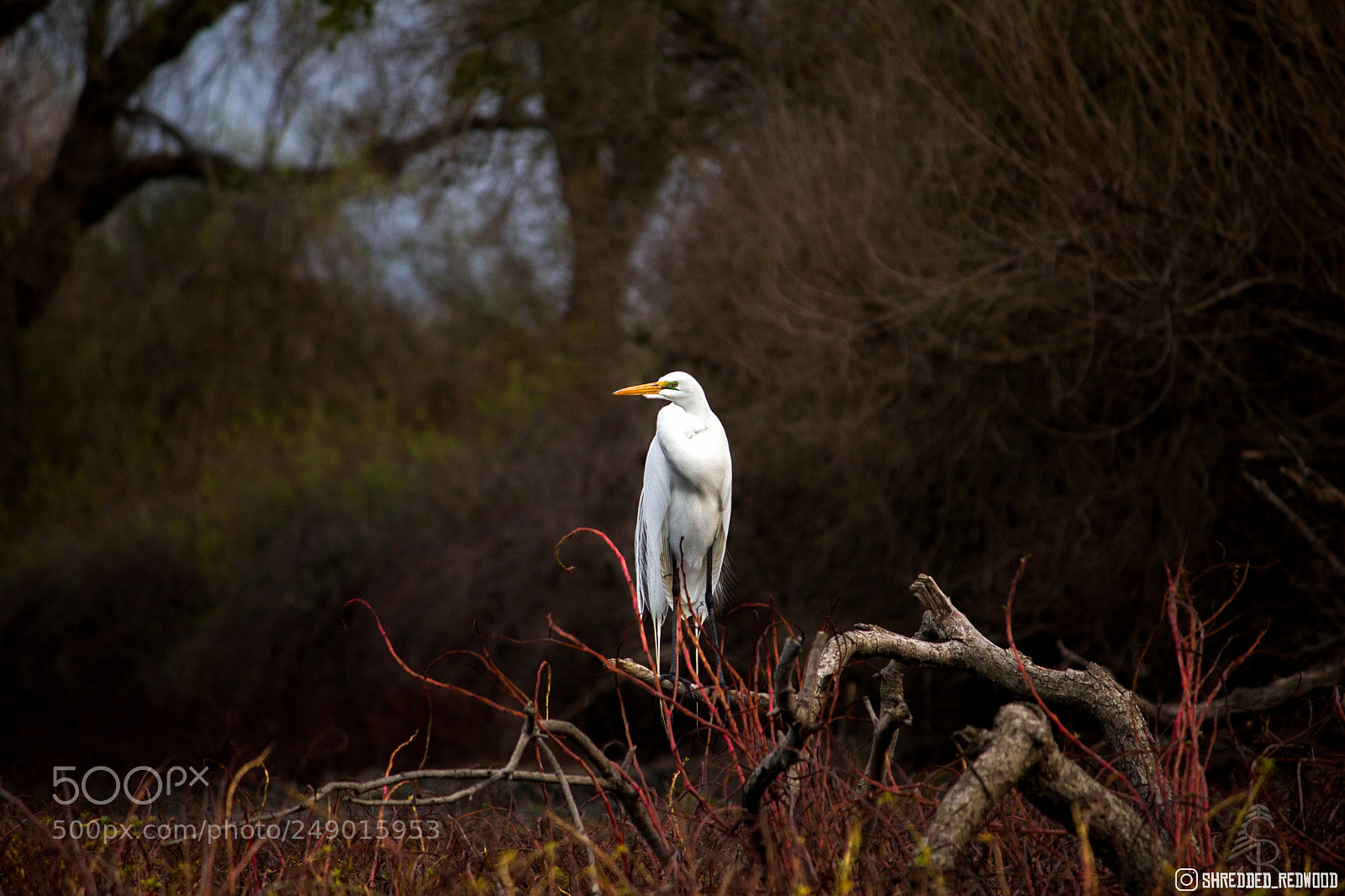 Canon EOS 550D (EOS Rebel T2i / EOS Kiss X4) sample photo. Overlooking egret photography