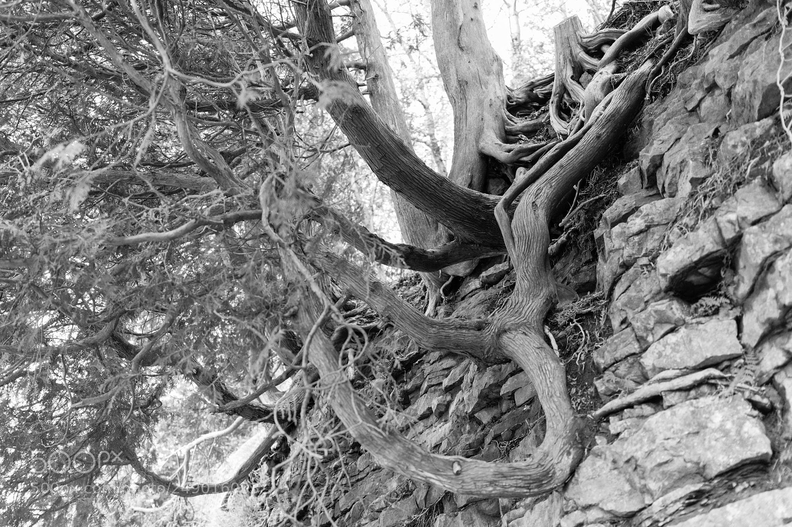 Canon EOS 5D Mark IV sample photo. Tree and roots photography