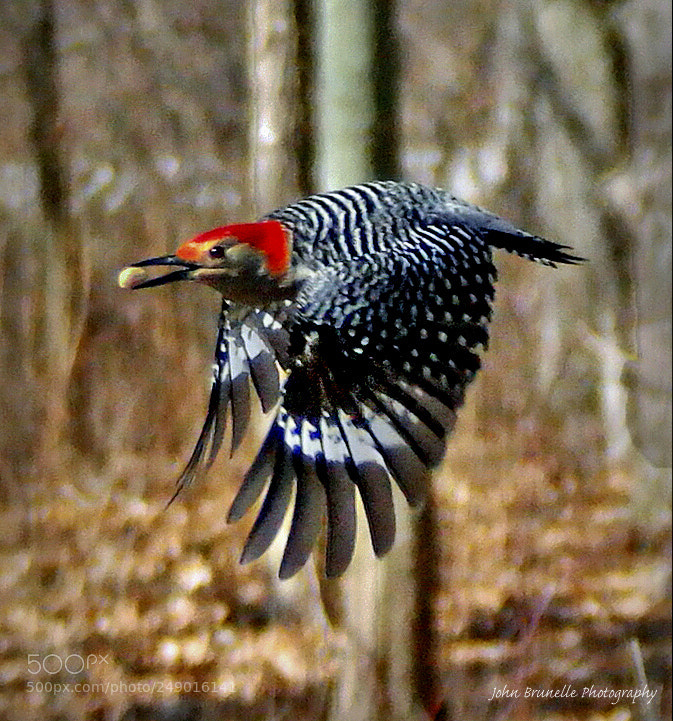 Samsung NX500 sample photo. Woodpecker march 11 photography