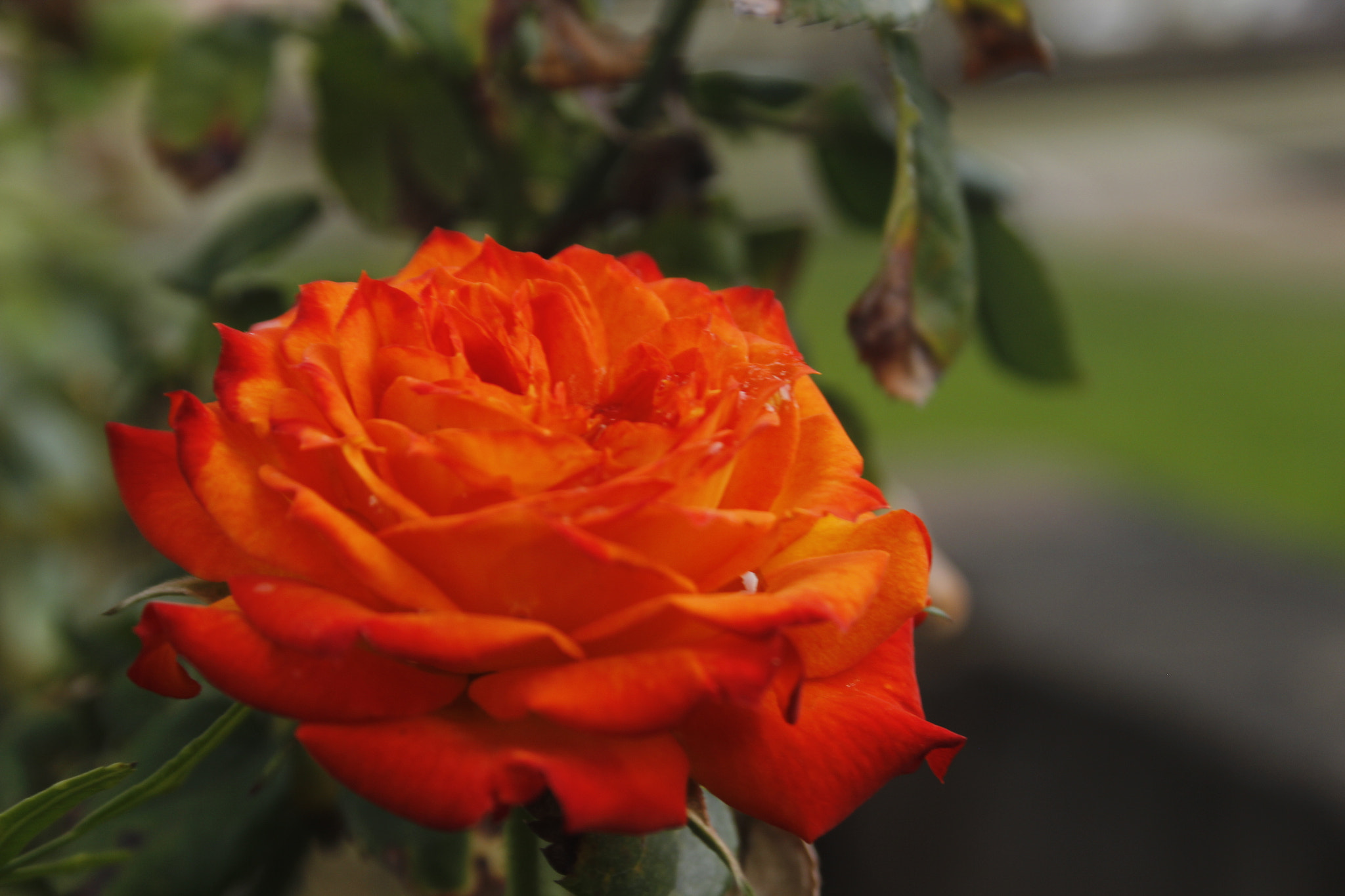 Canon EF-S 18-55mm F3.5-5.6 II sample photo