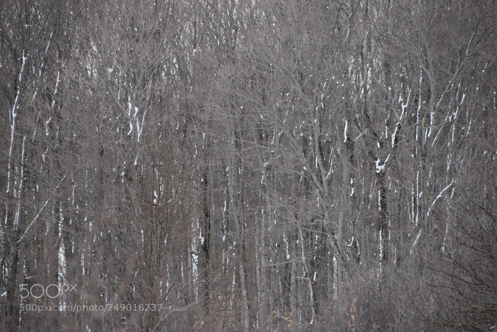 Nikon D5300 sample photo. Forest snow photography