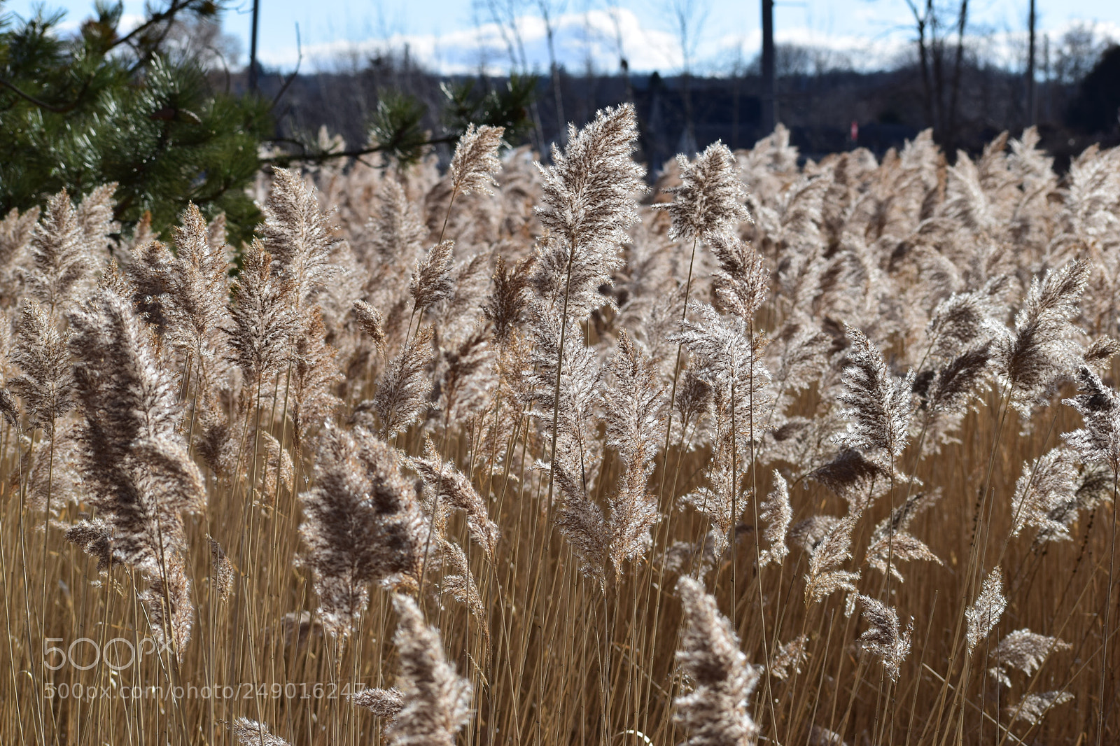 Nikon D5300 sample photo. Reed grass in the photography