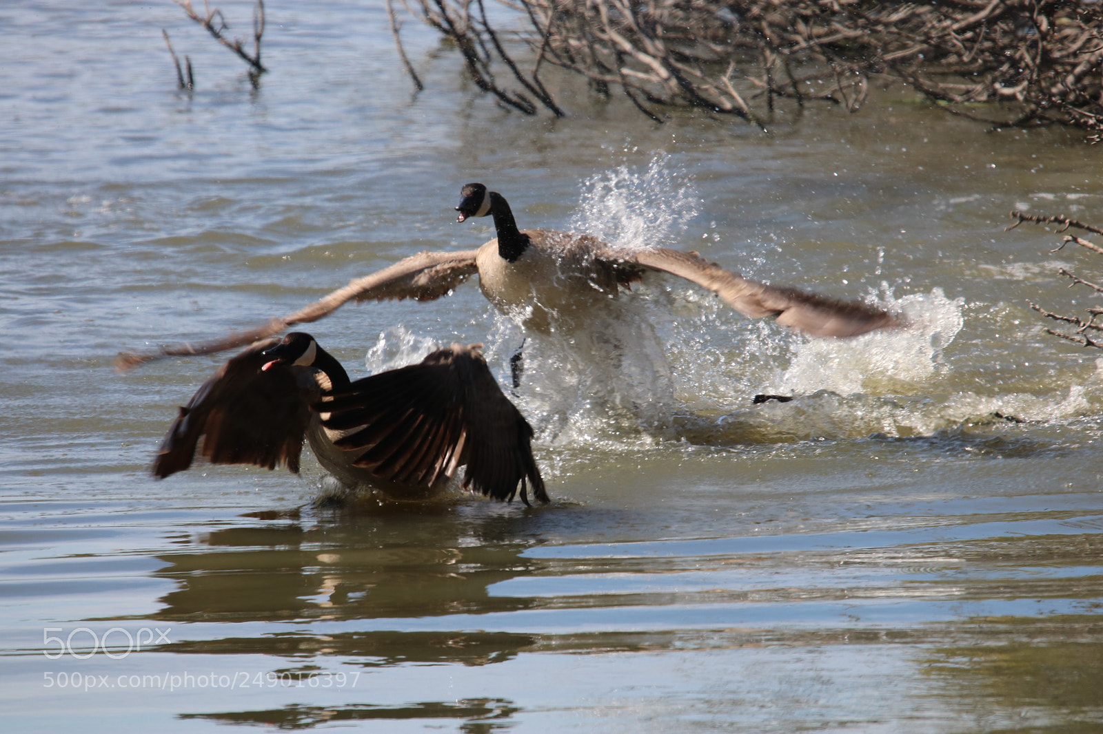 Canon EOS 750D (EOS Rebel T6i / EOS Kiss X8i) sample photo. Feathers are flying! photography