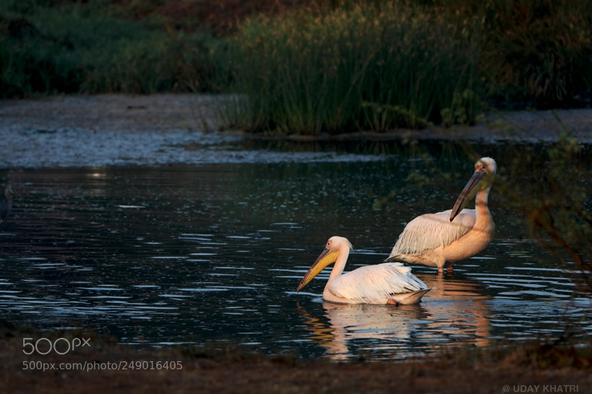 Canon EOS 5D Mark IV sample photo. Pelican bird shot by photography