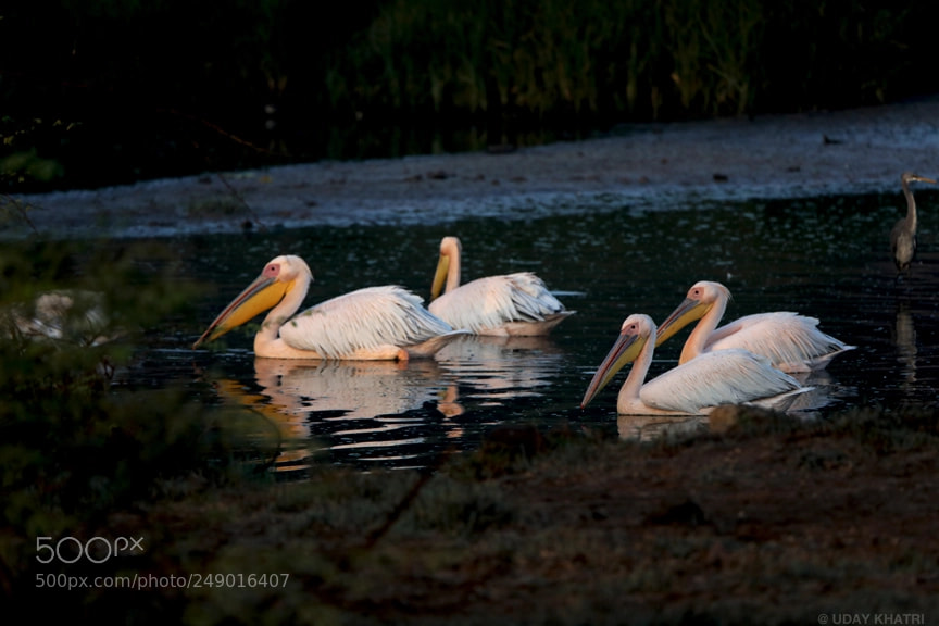 Canon EOS 5D Mark IV sample photo. Pelican bird shot by photography