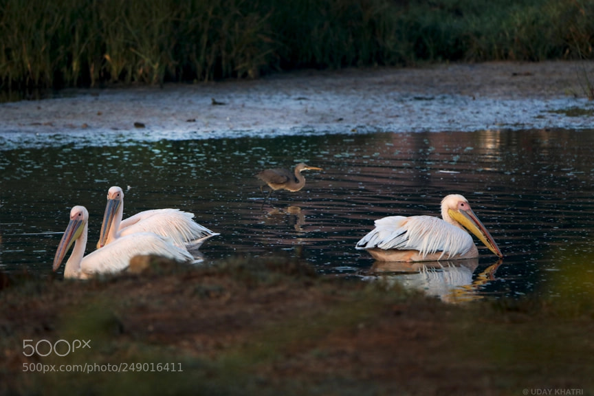 Canon EOS 5D Mark IV sample photo. Pelican bird shot by photography